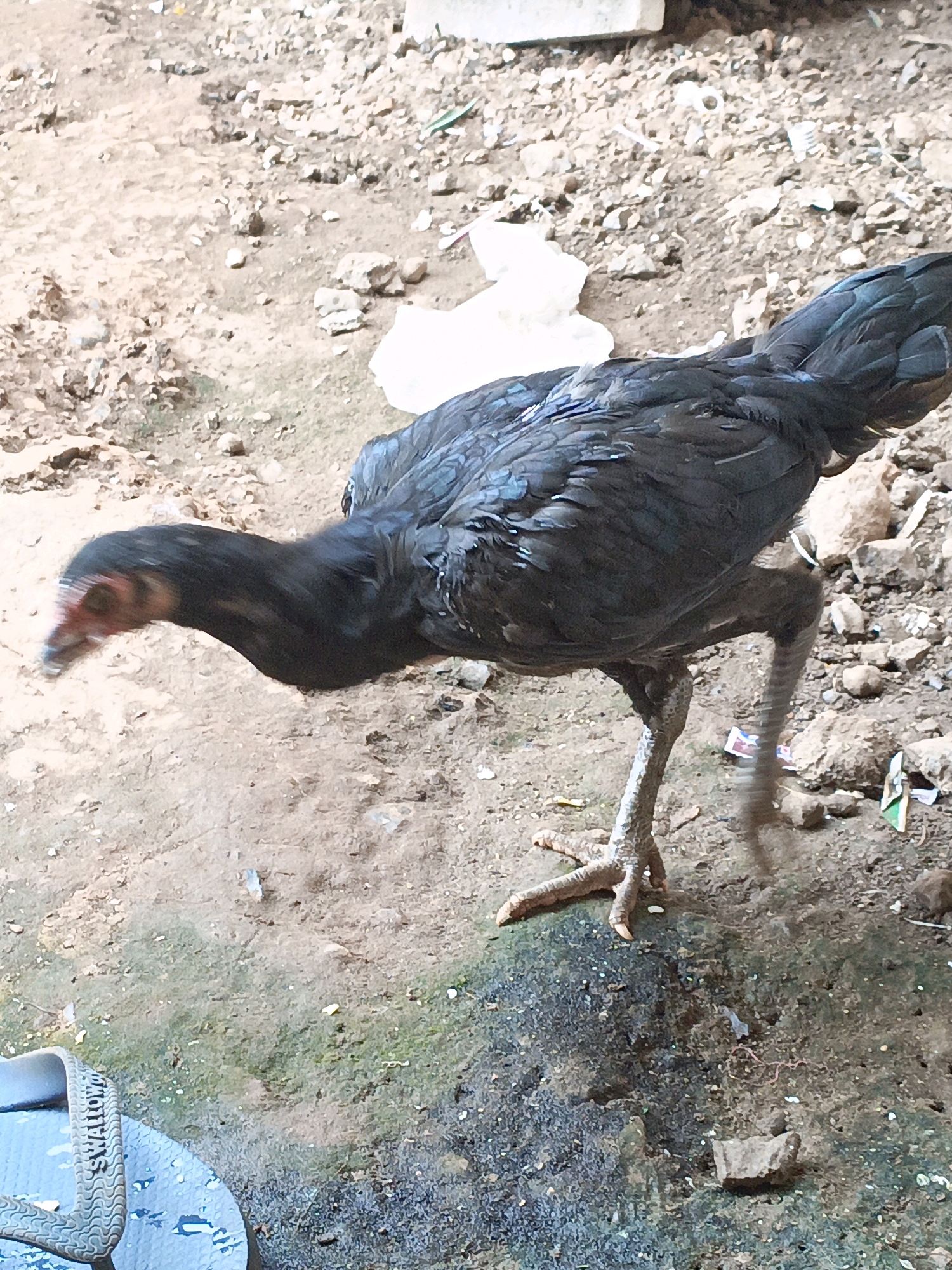 A black chicken is standing on a patch of dirt and a small, wet, dark green area. The chicken's head is down, as if it is pecking at the ground. In the background, there is more dirt, small rocks, and some white debris. In the lower left corner, a portion of a light blue flip-flop with the word "SWALLOW" is visible. The scene appears to be outdoors, in an urban or semi-urban environment, possibly in Jenu, Indonesia.