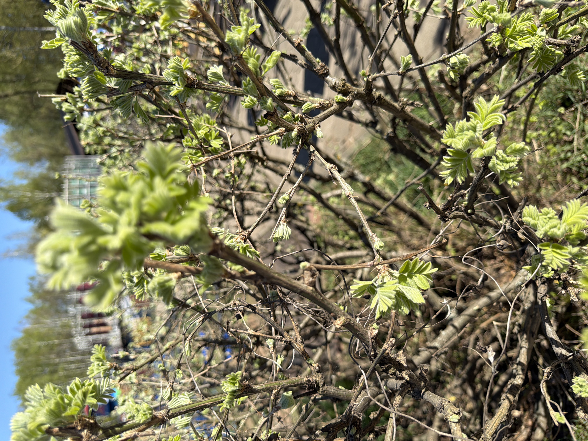 The image shows a close-up of a tree or bush with budding leaves in Chaikovsky, Russia. The branches are mostly bare, with small, light green leaves emerging. The background is blurred, suggesting an urban environment with buildings and greenery. The focus is on the texture of the branches and the nascent foliage. The photograph is taken outdoors, likely in daylight.