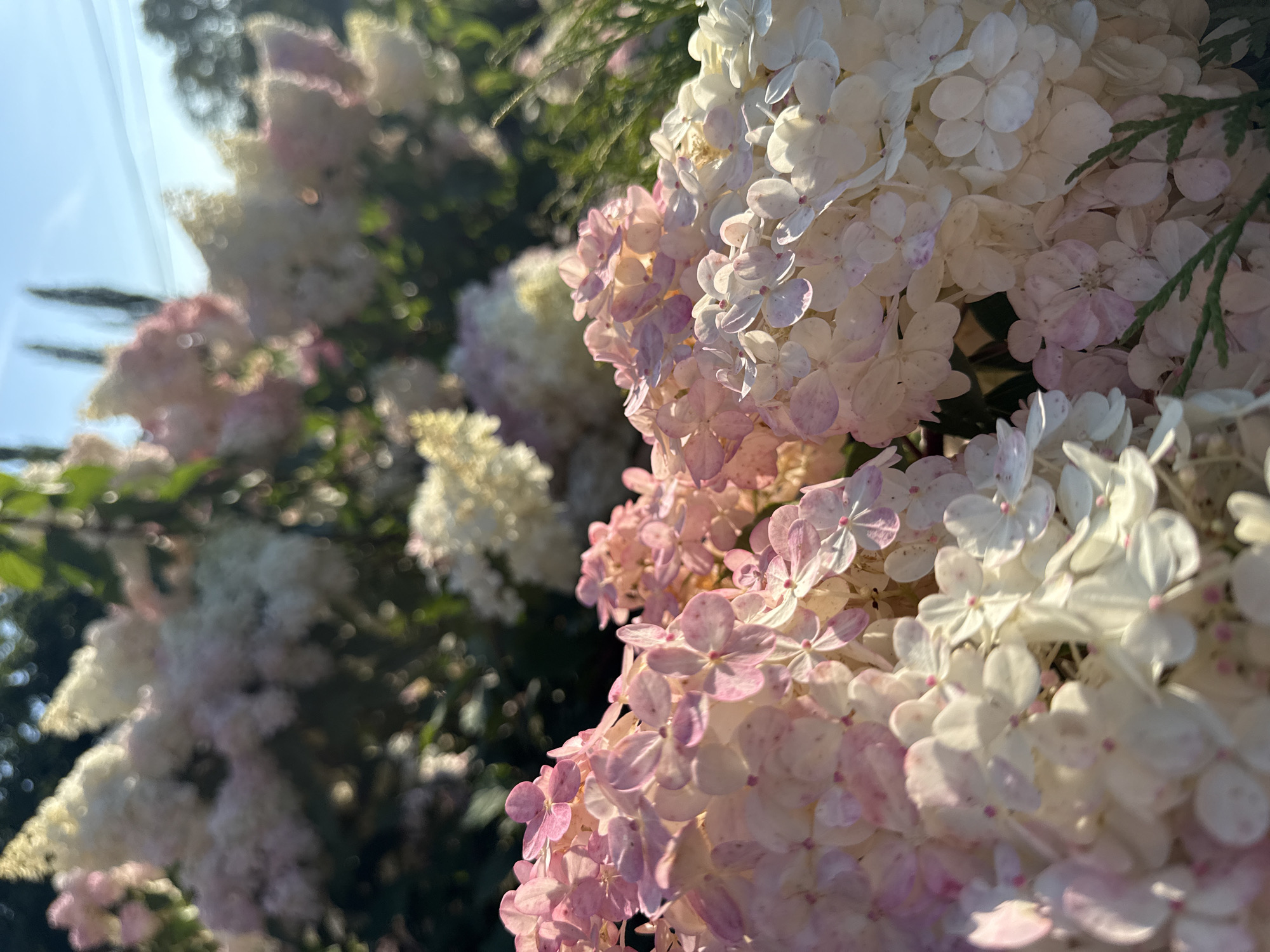 This is a close-up, low-angle photograph of a cluster of hydrangeas, predominantly in shades of white and pale pink. The flowers are densely packed, with individual florets clearly visible. The lighting suggests it is daytime, with sunlight filtering through the blooms and casting soft shadows. In the background, out of focus, are more hydrangeas, foliage, and a clear blue sky. The overall impression is one of natural beauty and abundance. There is no information within the image to suggest a specific location in the city of Ufa, Russia.