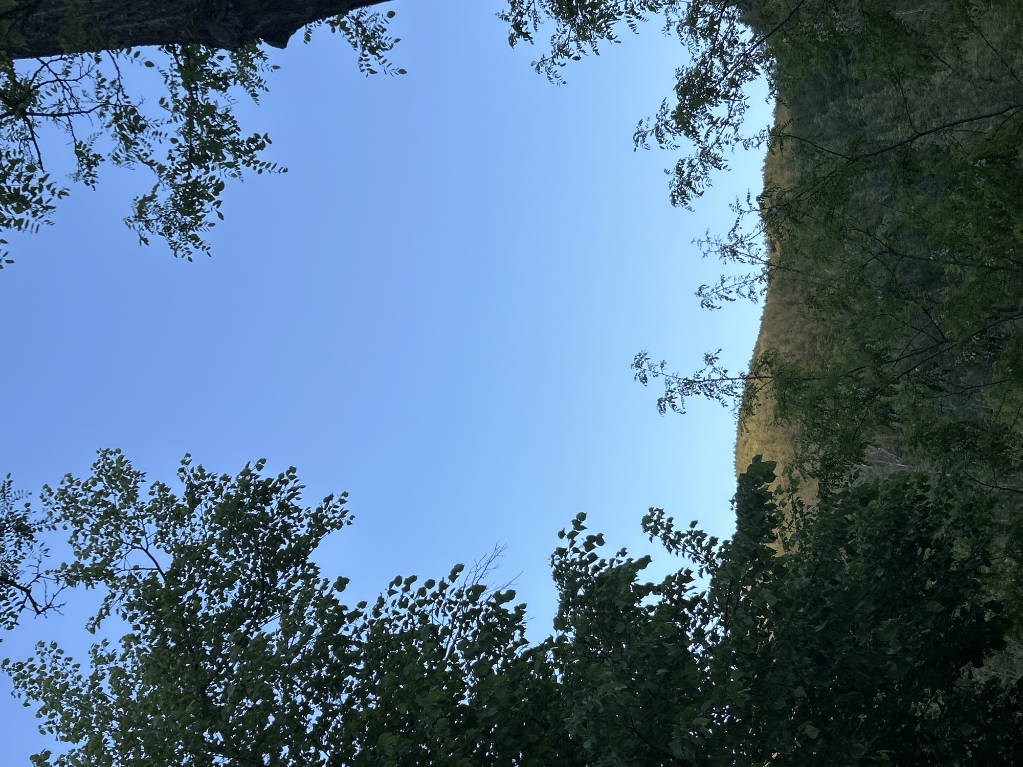 The image shows a view looking up at the sky through the foliage of trees. A portion of a forested hillside is visible on the right. The sky is blue and appears clear. The location and specific city are not identifiable from the image.