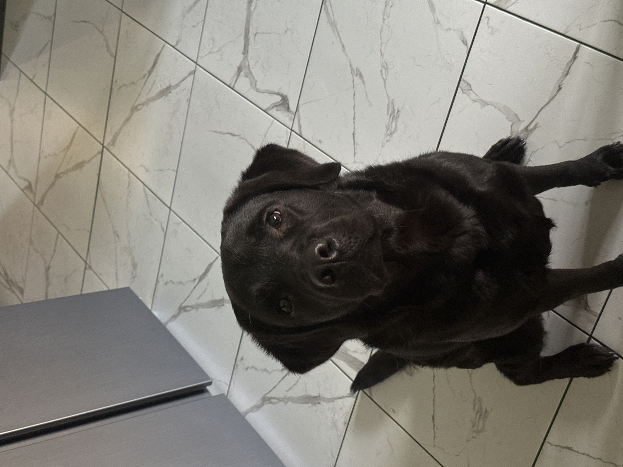 A black Labrador Retriever dog is lying on a white tile floor with gray veining. A gray rectangular object with a metallic edge is partially visible in the lower left corner of the image. The dog is looking directly at the camera.
The scene appears to be indoors. The location in Kuda, Russia, cannot be determined from the image.
