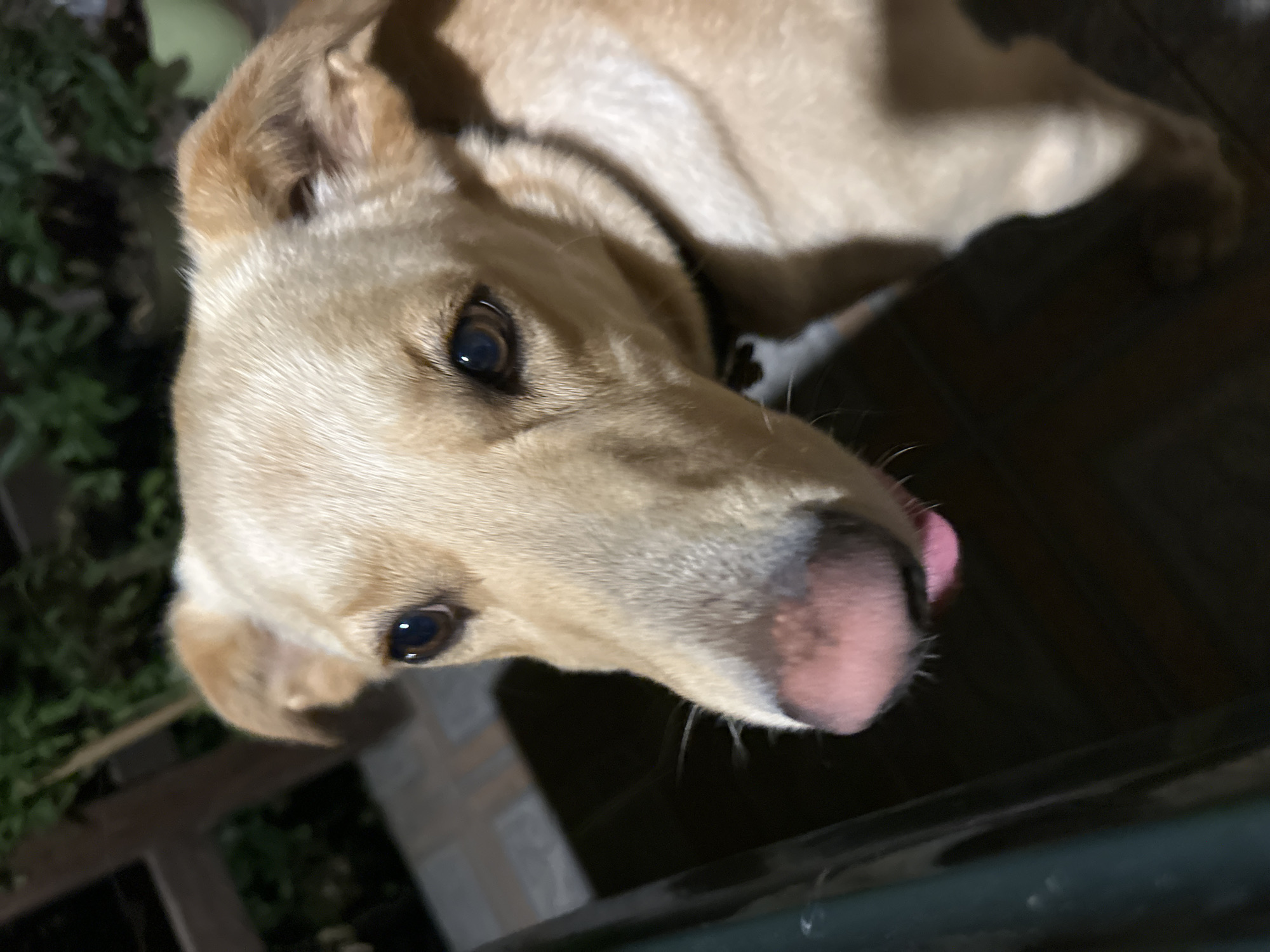 The image shows a close-up of a light-colored dog's face. The dog has dark eyes and a pink nose. Its tongue is slightly sticking out. The dog is wearing a dark collar. In the background, there is a blurry view of greenery and a tiled floor. There is no indication of the city of Sochi, Russia, or any specific location within a city.