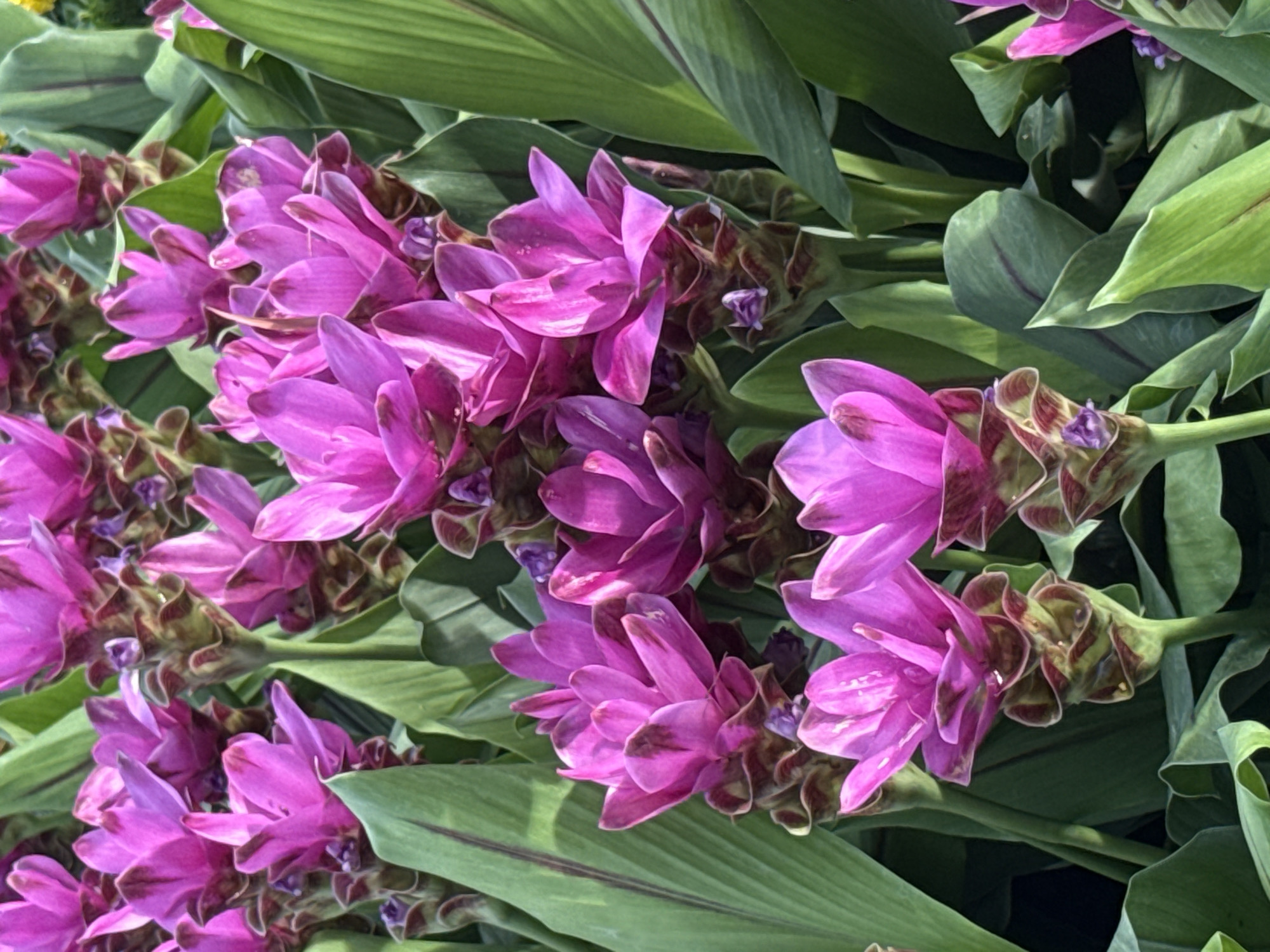 The image shows a close-up, eye-level view of a cluster of bright pink Siam tulips (Curcuma alismatifolia) with lush green foliage. The flowers are in various stages of bloom, with some showing tightly closed buds and others with fully unfurled bracts. The background is filled with more of the same flowers and leaves, creating a dense floral display. The lighting suggests it is daytime, likely outdoors. While the image does not explicitly show a location within Bangkok, Thailand, Siam tulips are native to Southeast Asia and are commonly cultivated in botanical gardens and parks in the region, including in Bangkok.