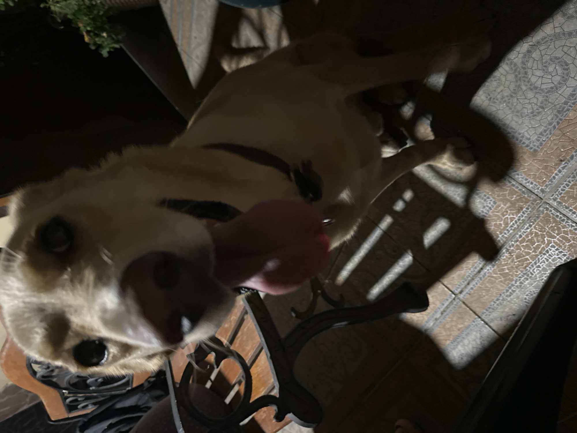 A close-up, low-angle shot shows a light-colored dog with its tongue hanging out, looking directly at the camera. The dog is sitting on a tiled patio with shadows cast by an unseen object. Behind the dog, a portion of a wooden bench with ornate metal legs is visible. The background is dark, with a hint of greenery in a planter to the right. The scene appears to be outdoors, possibly at night or in a dimly lit area. The specific location of Sochi, Russia, cannot be determined from the visual information provided in the image.