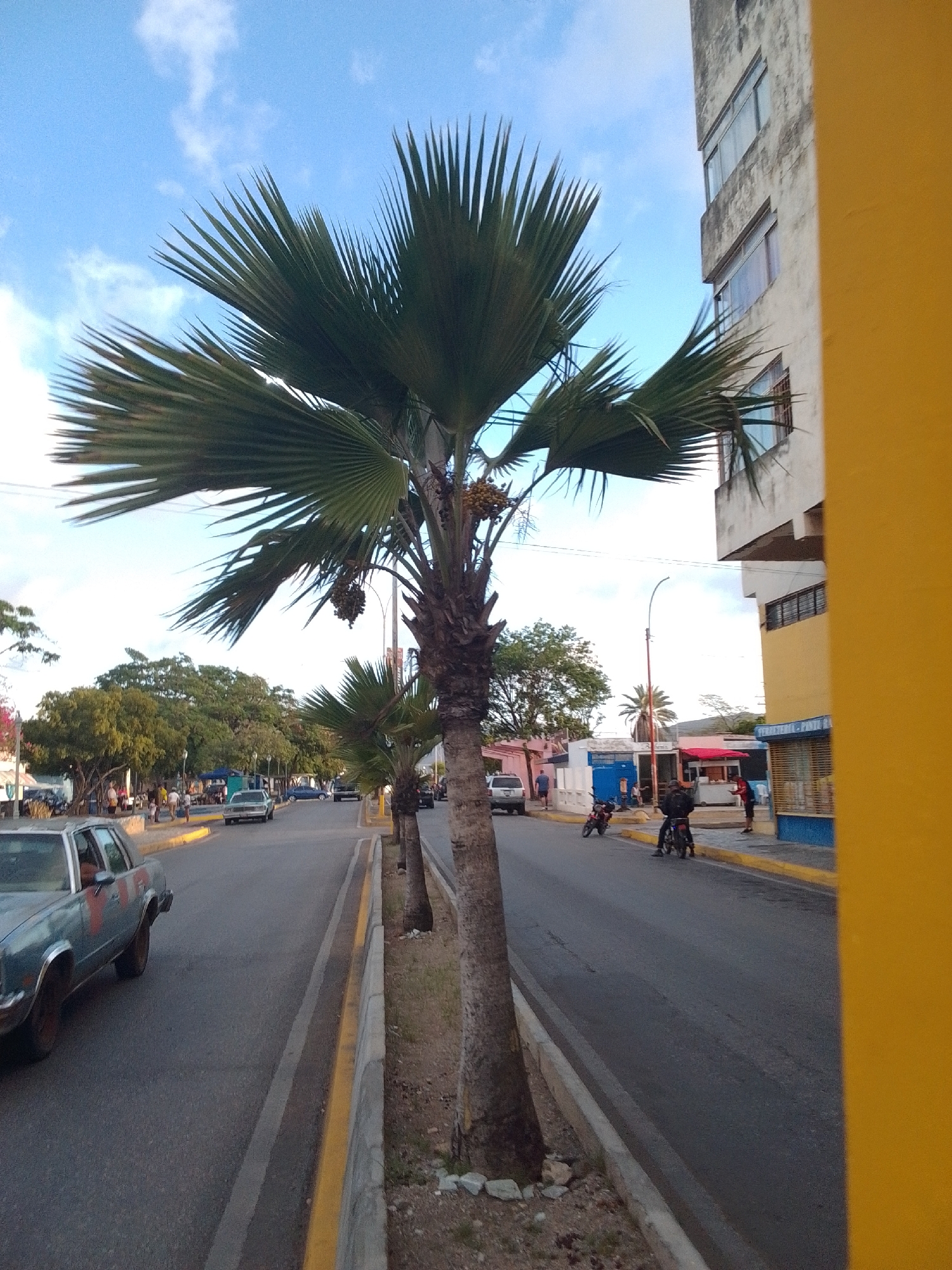 The image depicts a street scene in La Tagua, Venezuela. A prominent palm tree stands in the foreground, its fronds stretching towards a partly cloudy blue sky. To the right, a tall, multi-story building with a pale, weathered facade and visible windows is partially obscured by a vibrant yellow structure. The street itself is paved, with a yellow curb separating the roadway from a concrete walkway. Several vehicles, including a light blue car and a white van, are parked or moving along the street. On the sidewalk, a few individuals are visible, some standing and others appearing to be walking. Two motorcycles are also present on the street, one with a rider. In the background, more trees and smaller buildings can be seen, suggesting a typical urban or semi-urban environment. The overall impression is a snapshot of daily life on a street in this Venezuelan town.