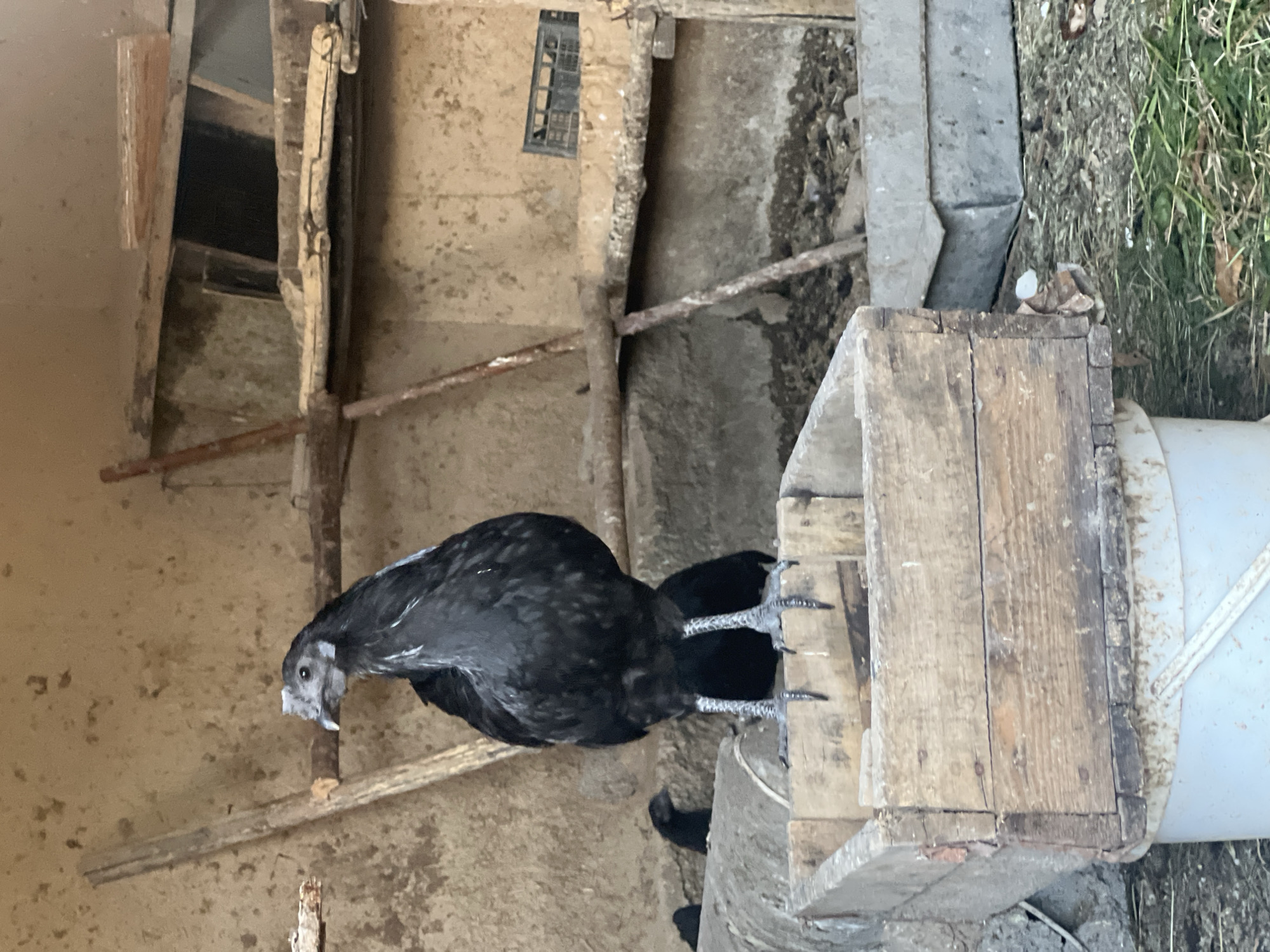 A single black chicken stands on a wooden box in a dimly lit coop in Karamanas, Uzbekistan. The coop appears to be made of rough, unfinished wood and mud-caked walls. The chicken, with its dark iridescent feathers and grey legs, is the primary focus, looking to the left of the frame. Behind the main subject, two smaller black chicks are partially visible, peeking out from behind the wooden box. The environment is rustic and appears to be a functional, perhaps slightly neglected, animal enclosure. The ground is covered in dirt, some debris, and scattered green vegetation.