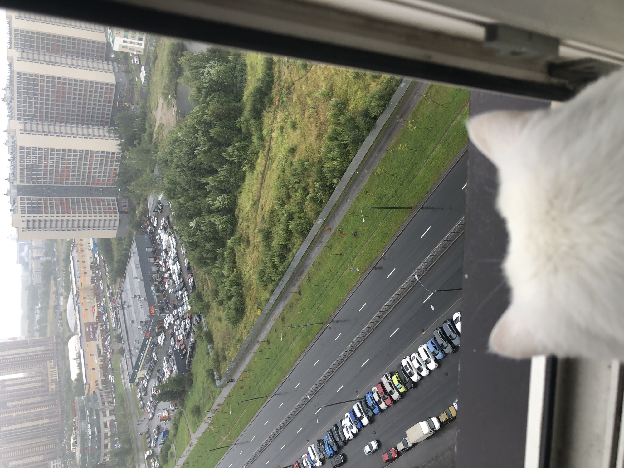 An aerial, over-the-shoulder, medium shot shows a white cat's head from behind, looking out a window at a city scene. The cat's fur is soft and white, with its ears peeking up. The window frame is a dark color and slightly out of focus.
The view outside the window is a cityscape on a cloudy, possibly rainy day. In the foreground, a wet, multi-lane road is lined with parked cars. The cars are of various colors and models, and a white delivery truck is also visible. Beyond the road, there is a strip of green grass with trees, a fence, and then a wooded area. In the background, several tall apartment buildings with light-colored facades and patterned windows stand out. A large, modern shopping complex with a curved roof is also visible in the middle ground. The sky is overcast, contributing to a muted color palette.
