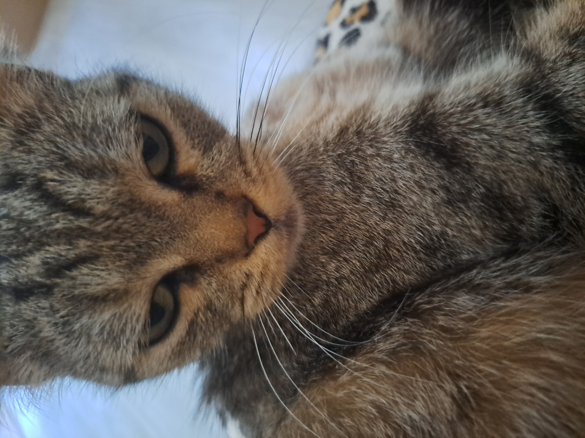 A close-up, head-on, medium shot shows a tabby cat with light brown and gray fur. The cat's eyes are partially closed, giving it a grumpy expression. Its pupils are dilated into vertical slits. The cat's pink nose is visible, and its white whiskers fan out from its muzzle. The cat's fur is long and appears soft. In the background, a light-colored surface is visible, with a portion of what appears to be a leopard-print blanket or fabric. The image appears to be taken indoors. There is no indication of the cat's location in Vypasne, Ukraine.
