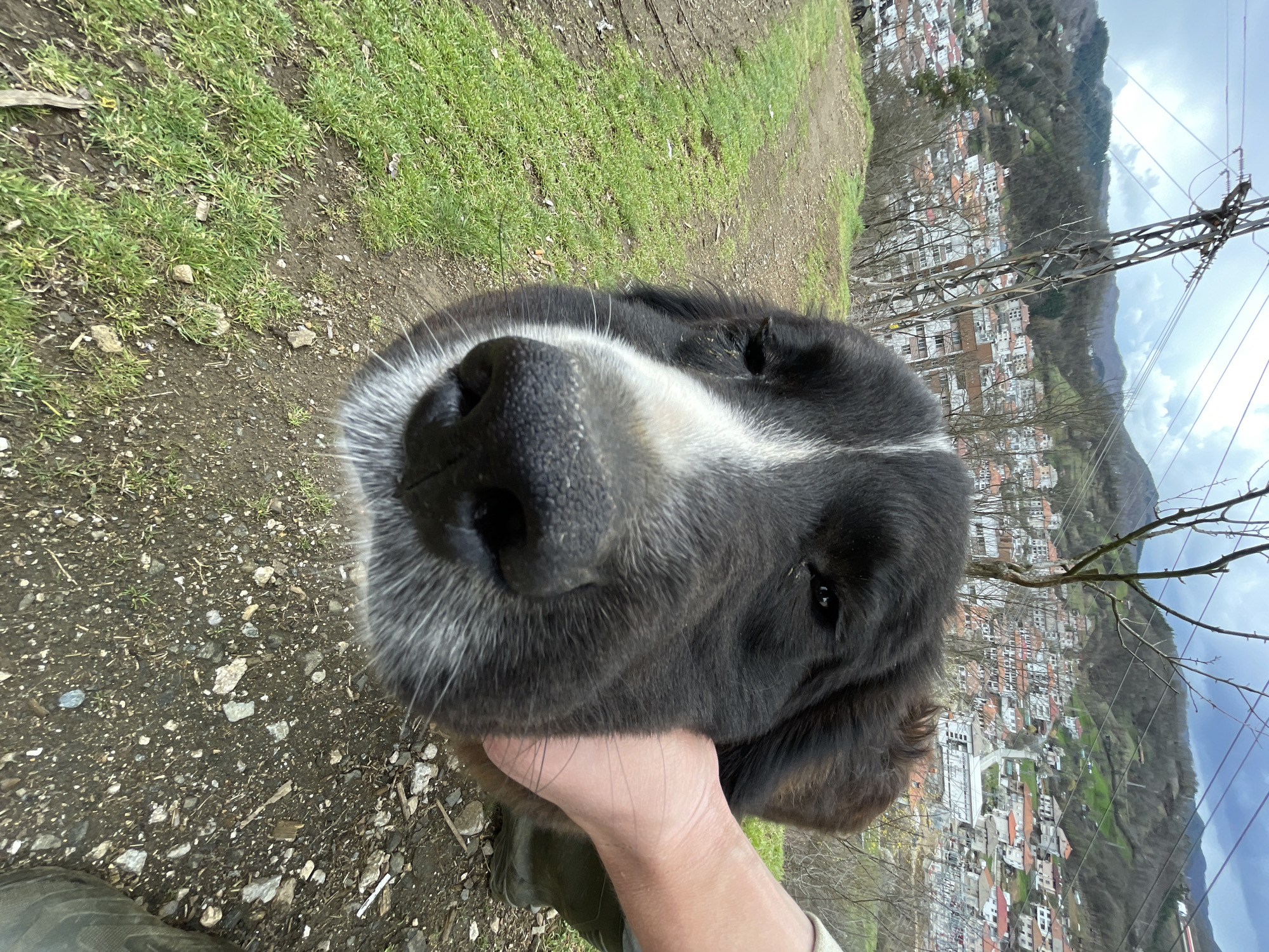An upward-facing close-up shot captures the head of a large black and white dog in the foreground, specifically its snout, nose, and part of its left eye. The dog's nose is dark and moist, with white fur framing it, and its coat is predominantly dark with some white markings. A light-skinned human hand is visible on the right side of the frame, gently cupping the dog's jowl. A dark green boot is partially visible below the hand.
The immediate ground beneath the dog and hand consists of a dirt path interspersed with patches of green grass and scattered small rocks and debris.
In the mid-ground and background, the city of Zlatograd, Bulgaria, is visible, nestled within a valley. Numerous buildings with white facades and reddish-orange tiled roofs populate the landscape, climbing the gentle slopes. The surrounding environment consists of rolling hills and mountains, covered in a mix of green foliage and bare deciduous trees. A tall metal electricity pylon with multiple power lines extends prominently on the left side of the frame, towering over the city. The sky is overcast with grey clouds. The image is taken from an elevated vantage point overlooking the city.