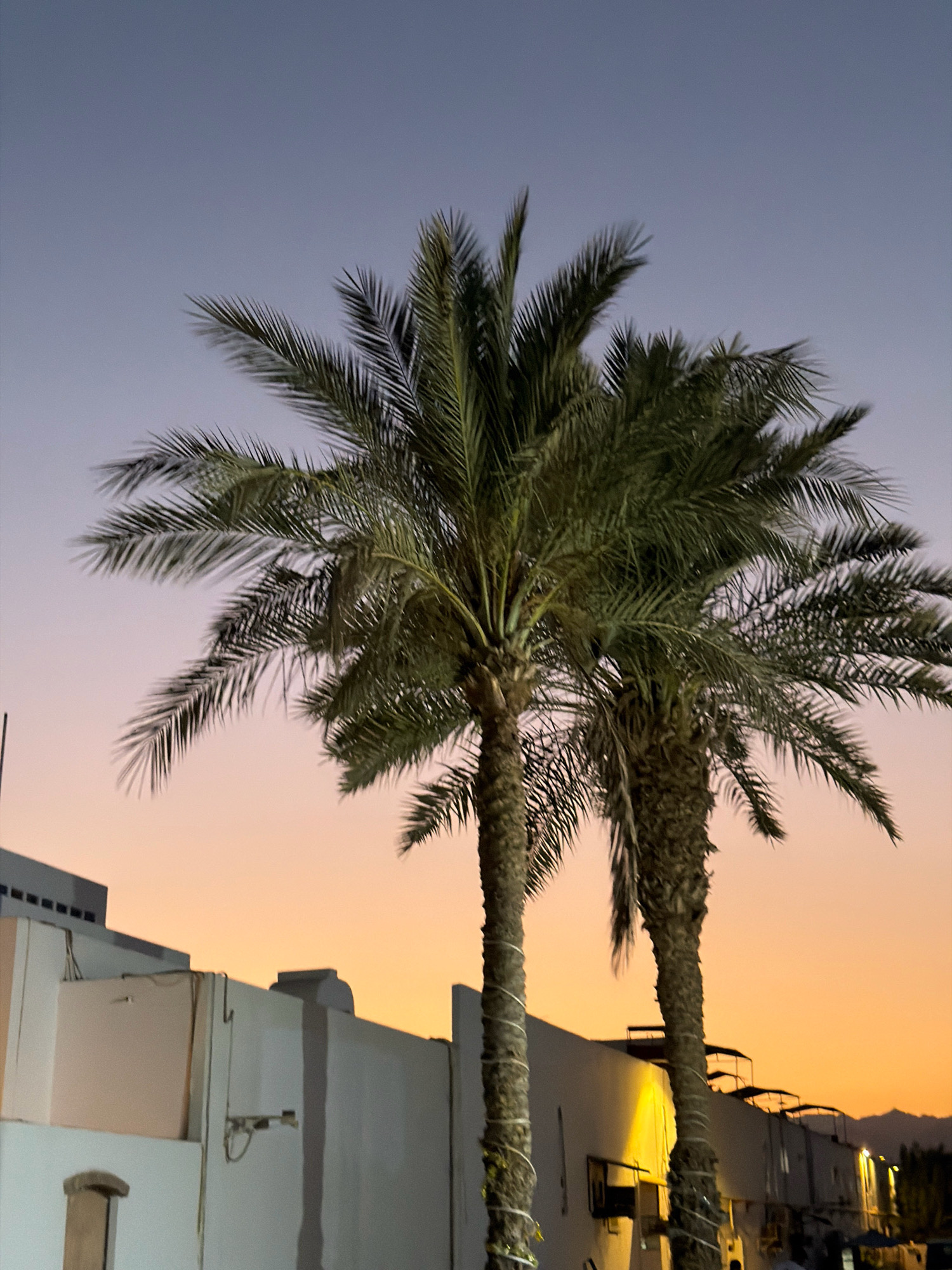 The image shows two palm trees silhouetted against a twilight sky in Sharm El Sheikh, Egypt. The sky transitions from a deep purple at the top to a soft orange near the horizon. In the foreground, the rough trunks of the palm trees are visible, wrapped with what appear to be decorative lights. Behind the palm trees, low-rise buildings with white and light-colored facades are partially visible. The architecture suggests a warm climate. The overall scene captures the serene atmosphere of an evening in a coastal Egyptian city.