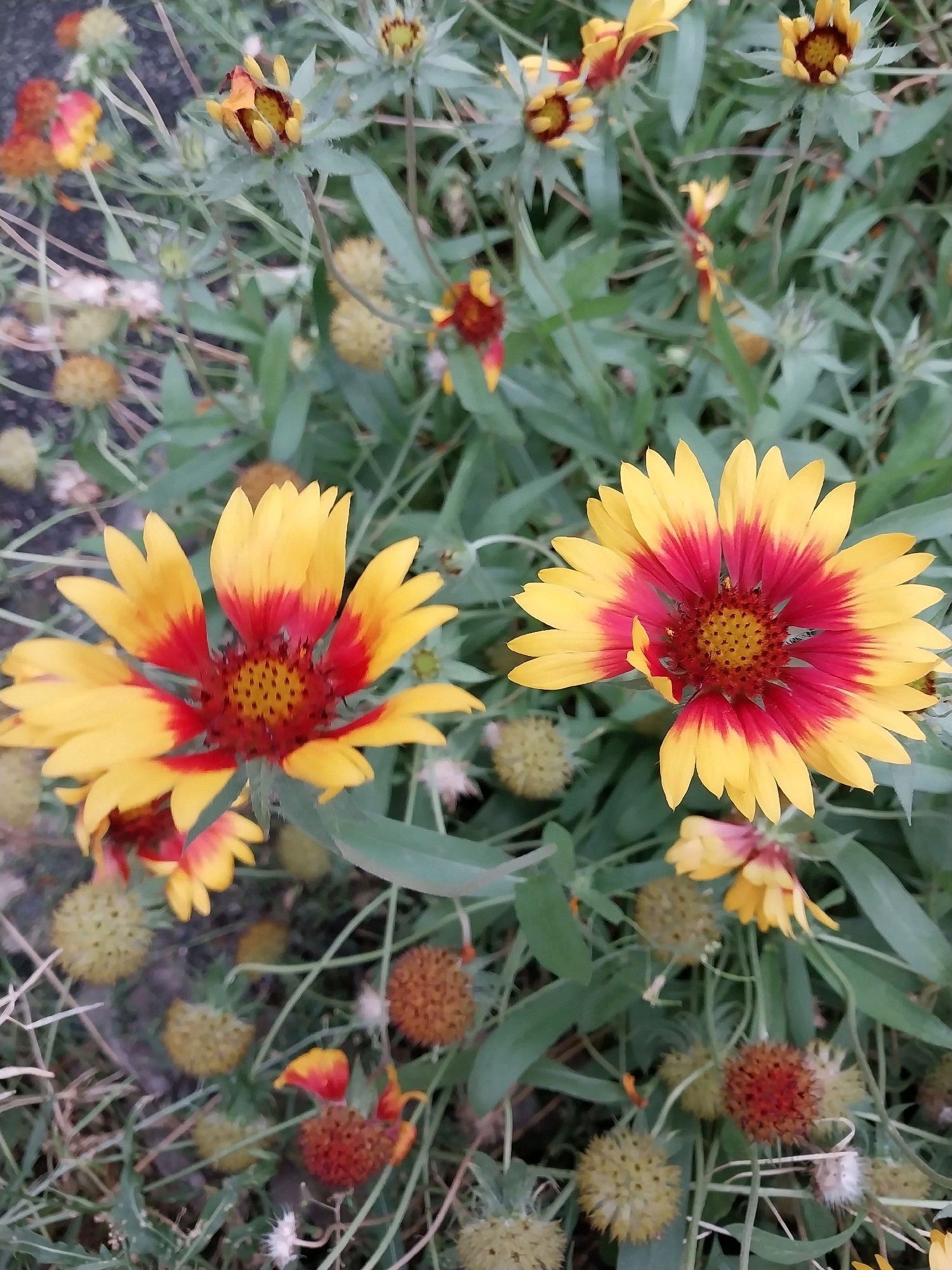 The image displays a close-up, top-down view of several Gaillardia flowers, also known as blanket flowers, growing outdoors. The flowers exhibit a distinct pattern with bright yellow outer petals transitioning to a deep red-orange at the base, framing a dark red center composed of numerous tiny florets. The green foliage of the plants forms a backdrop, interspersed with seed heads and buds in various stages of development. The ground beneath the plants appears to be a mixture of soil and small stones. The scene is natural and appears to be in an urban park or garden setting. There is no indication of the specific location within the city of Dnipro, Ukraine, as no identifying landmarks or geographical features are visible.