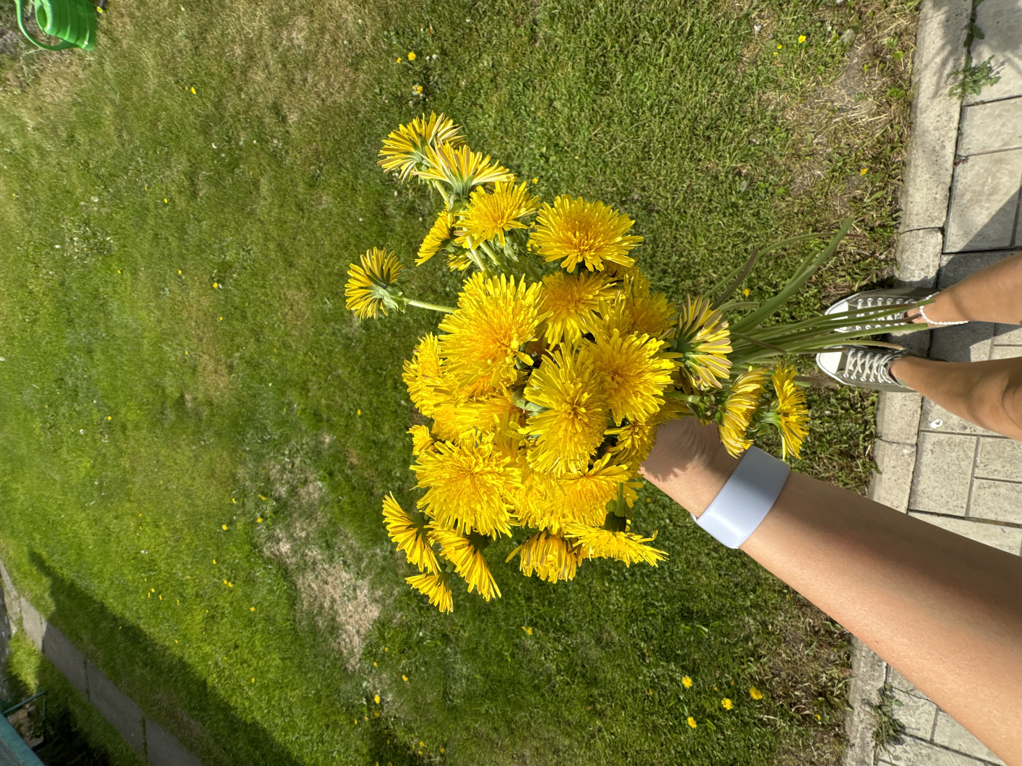 A first-person perspective shot shows a person holding a bouquet of bright yellow dandelions. The bouquet is the primary focus, filling the majority of the frame. The background consists of a vibrant green lawn dotted with smaller yellow flowers and patches of drier grass. To the left, a shadow of the person is cast on the grass. The person is wearing a light blue bracelet on their left wrist and grey sneakers on their feet, standing on a paved surface. In the upper right corner, a green watering can is partially visible. The scene appears to be an outdoor setting, possibly a backyard or park.