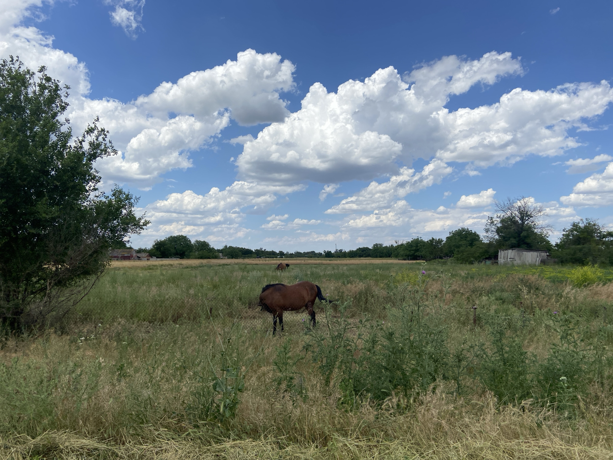 This image depicts a rural scene under a bright blue sky dotted with fluffy white clouds. The foreground is dominated by tall, dry grasses and green weeds, suggesting a warm, possibly summery day. A dark brown horse stands in the middle ground, facing away from the viewer and grazing in a grassy field. Another horse, also brown, is visible further in the distance, grazing as well.
In the background, a line of trees forms a natural boundary, behind which are some buildings. To the right, a small, weathered wooden shed stands amongst the greenery. The overall setting appears to be a field or pasture in a rural area, possibly on the outskirts of a village or farm. The lighting suggests it is daytime, likely late morning or afternoon, given the brightness of the sky and the clear visibility. There are no people visible in the image. The location is identified as Taganrogsky, Russia.