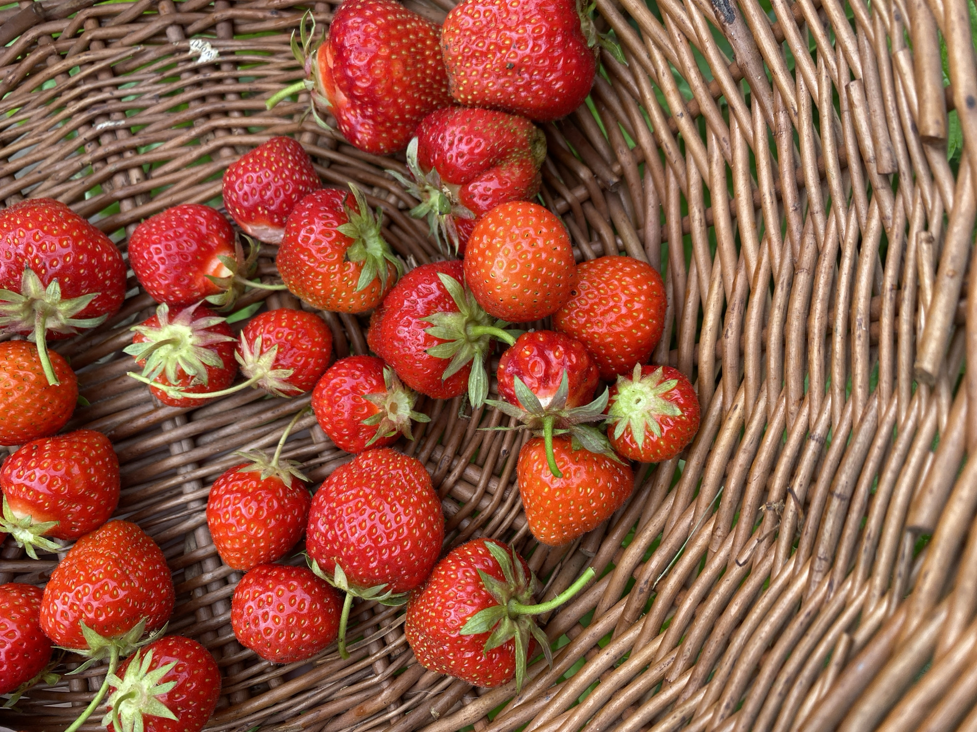 A close-up, overhead shot shows a rustic, brown wicker basket filled with ripe, red strawberries. The strawberries vary in size and shape, some with green stems and leaves still attached. The basket is placed on a surface of interwoven twigs, with hints of green grass visible beneath the basket's weave. The lighting is natural and soft, highlighting the texture of the strawberries and the basket. The scene is set outdoors, in a location that appears to be a garden or farm, possibly in Roudnice nad Labem, Czechia, given the context provided. There are no people or animals visible in the image.