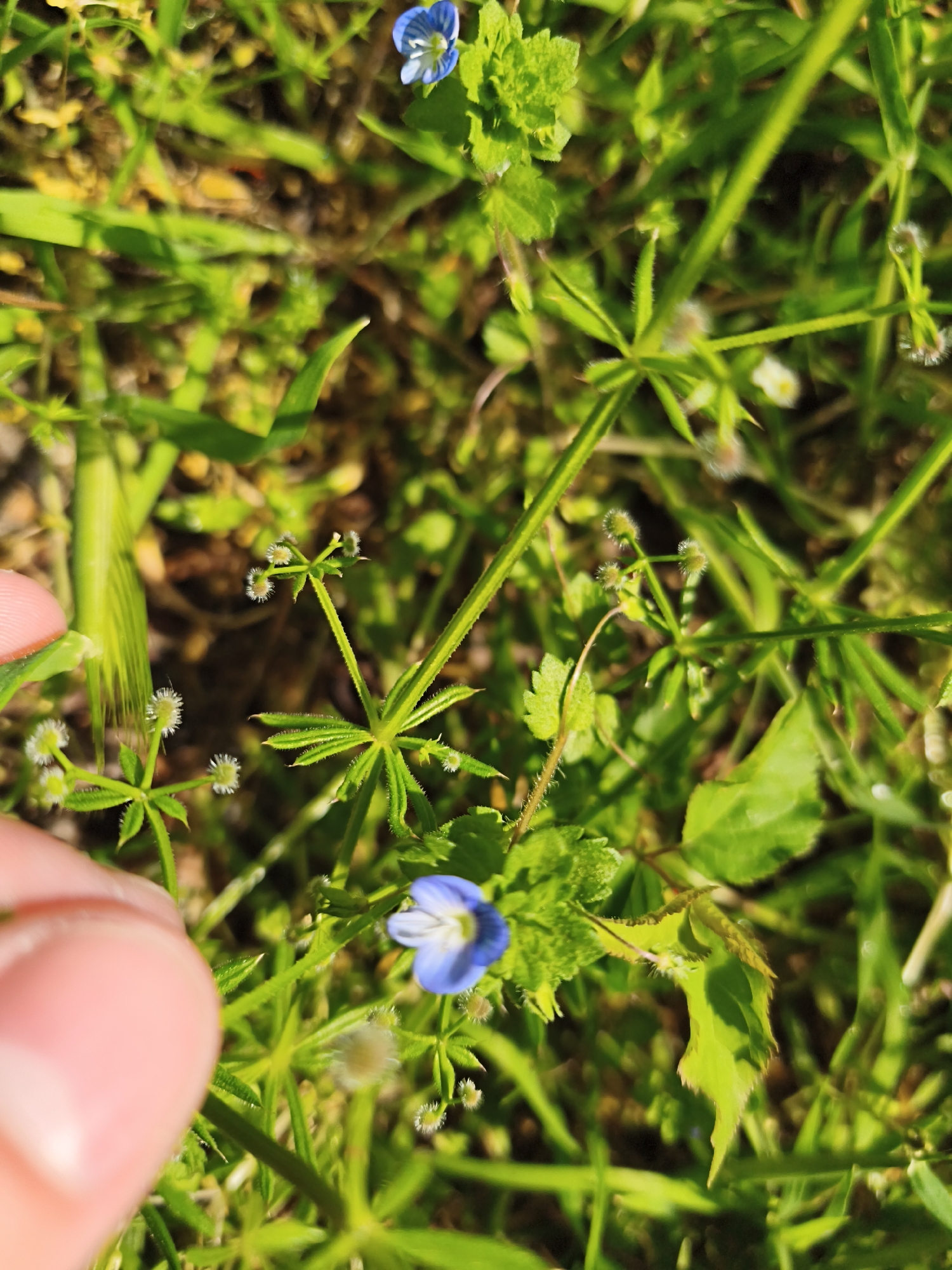 A close-up, high-angle outdoor shot captures a vibrant patch of green vegetation illuminated by bright sunlight. The primary subjects are various small plants, including several with tiny blue flowers, likely Persian speedwell (*Veronica persica*), visible in the upper and lower right portions of the frame. These blue flowers have four petals, with one often smaller than the others, and white centers.
Interspersed among these are other green plants characterized by slender, often hairy or bristly stems and narrow leaves, possibly from the *Galium* genus (such as bedstraw or cleavers). Some of these plants bear small, fuzzy, whitish clusters that could be developing flower buds or fruits. Green grass blades also peek through the dense foliage.
In the bottom left corner, a portion of a human finger, likely a pinky or ring finger, is visible, suggesting interaction with or observation of the plants. The finger is light-skinned and appears to be touching or very close to one of the spiky-stemmed plants.
The scene depicts a natural setting, possibly a garden, lawn, or wild ground cover. The bright, clear lighting indicates a sunny daytime environment. There is no visible text or discernable emotional context. The ground beneath the vegetation is mostly obscured but appears to be dark soil or organic matter.