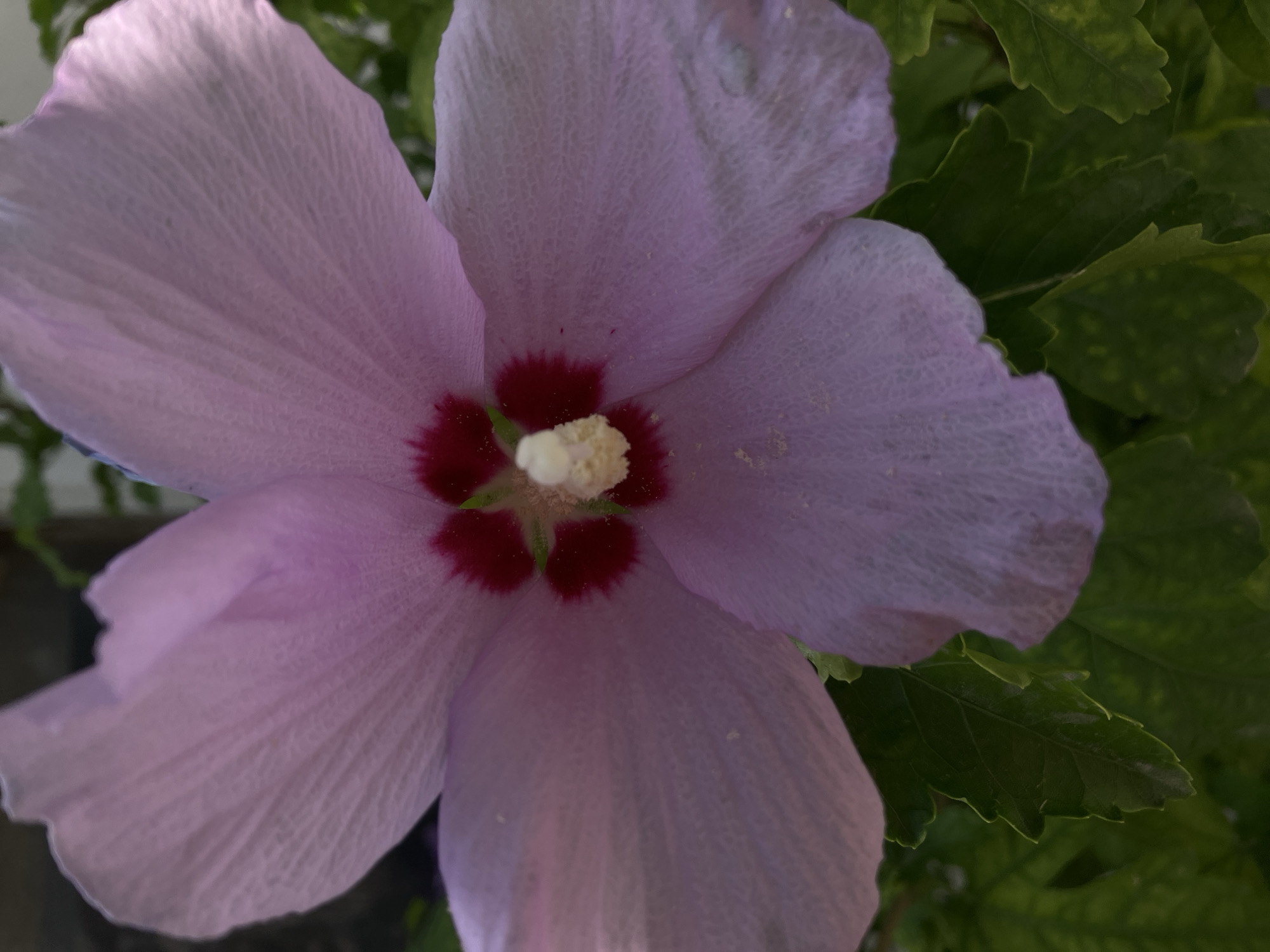 A close-up, eye-level, vertical shot showcases the center of a pale pink hibiscus flower. The flower's five petals are wide and flared, with delicate, textured veins. In the center, a cluster of stamens with yellow tips is surrounded by deep red markings at the base of each petal. The background consists of dark green leaves, out of focus, suggesting the flower is part of a garden or bush. The lighting appears natural, possibly from daylight, casting soft shadows. No specific location within Shymkent, Kazakhstan, is identifiable from the image itself.