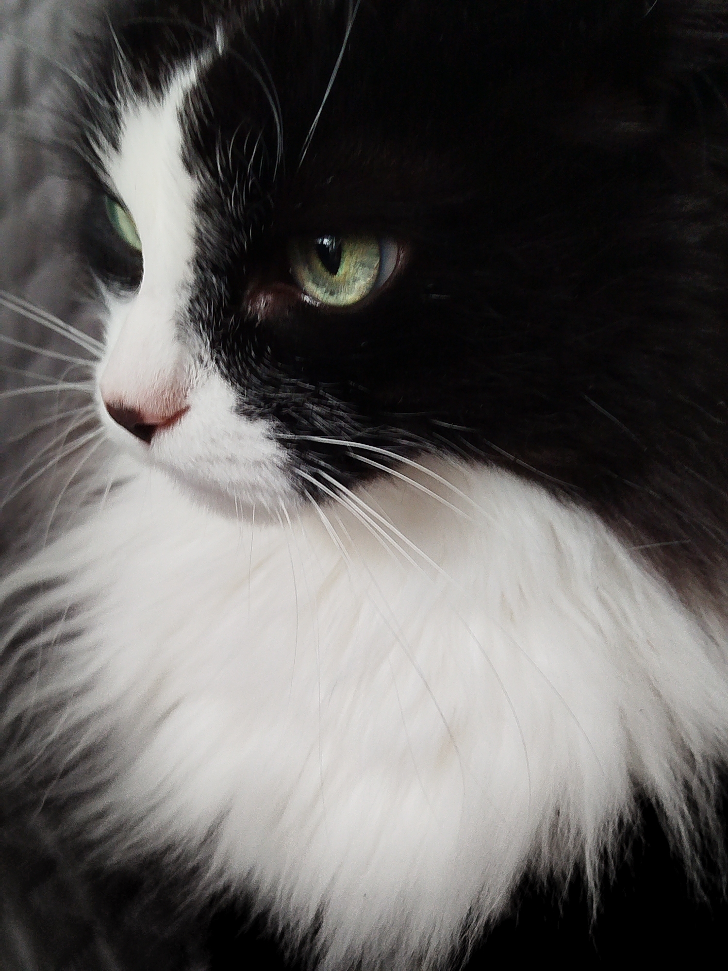 A close-up, profile shot focuses on the left side of a black and white cat's face. The cat has striking green eyes with dark pupils, and a white blaze runs down the center of its face from its forehead to its nose. The cat's nose is pink, and its whiskers are long and white. Its fur is fluffy and appears to be long-haired, with a white chest and black markings on its head and back. The background is dark and appears to be a textured surface, possibly a blanket or wall. The lighting is soft, highlighting the cat's features. There are no people or other identifiable objects in the frame, and no specific location in the city of Unknown, Unknown is discernible.