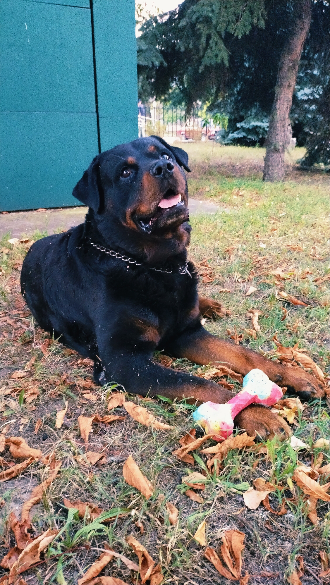 A Rottweiler dog is lying on the grass in a park with dry leaves scattered around. The dog is black and tan with a silver chain collar and its mouth is slightly open. Next to the dog is a colorful bone-shaped toy. In the background, there is a teal-colored structure, trees, and a metal fence. The location is the city of Horishni Plavni, Ukraine.