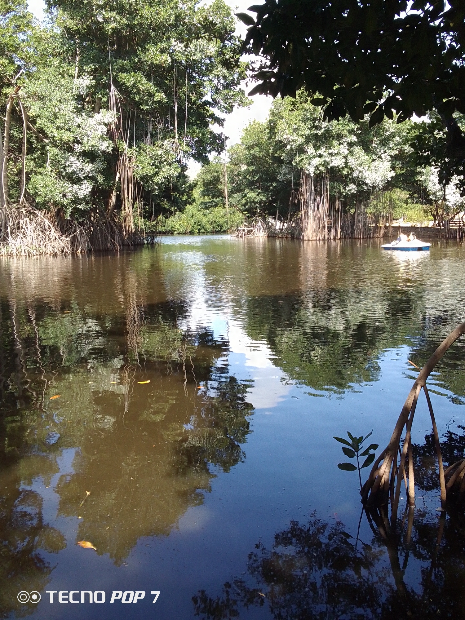 The image shows a lake in Pedro González, Venezuela, surrounded by trees with dangling roots, possibly mangroves. A small white boat with two people is visible in the distance on the lake. The water reflects the sky and trees. A small green plant is emerging from the water near the bottom right of the frame. A branch also extends from the bottom right toward the center of the frame. The image also features text from a camera model near the bottom left of the frame, reading "Tecno Pop 7".