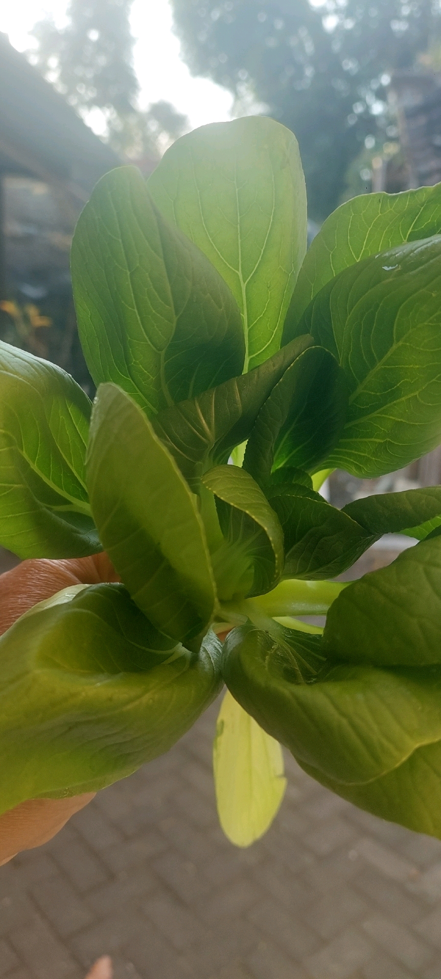 A close-up, vertically oriented photograph shows a hand holding a bunch of bok choy. The bok choy is vibrant green and appears fresh, with some leaves showing slight wilting. The hand is positioned on the left side of the frame, holding the base of the bok choy bunch. The background is out of focus, featuring a tiled surface below and a blurry, sunlit outdoor environment with trees and structures above. The overall lighting suggests it is daytime, possibly morning or late afternoon, with a bright light source filtering through the leaves, creating a soft glow. The image was taken in Lumajang, Indonesia, as indicated by the context provided.