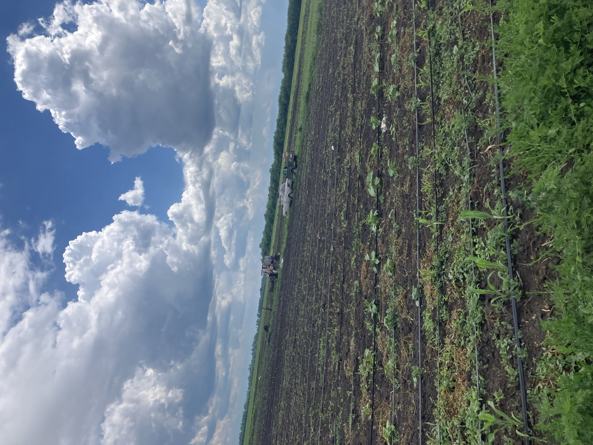 The image depicts a large, tilled field with rows of young crops, likely in the city of Berdianka, Ukraine. The soil is dark and appears to be recently worked, with black irrigation lines visible throughout the rows. Scattered among the crops are some weeds and dried plant matter. In the distance, a few people are working in the field, some near a tractor and another vehicle. The sky is partly cloudy with large, white cumulus clouds against a bright blue background. The overall impression is of an agricultural landscape during a sunny day with some cloud cover.