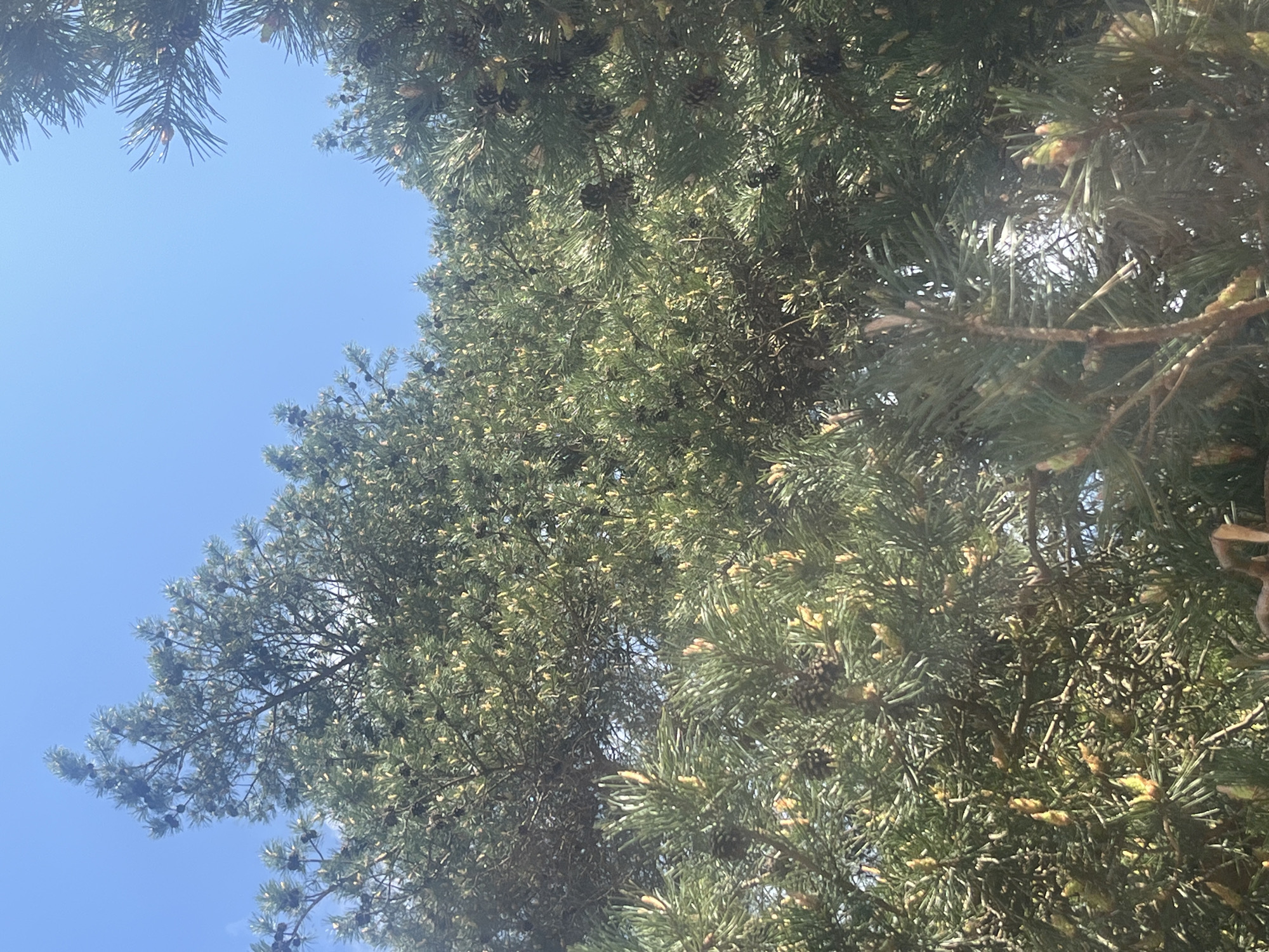 The image is a low-angle shot of a pine tree against a clear blue sky. The tree is densely packed with needles and small cones. The location is presumed to be Раздолье, Russia, though there is no concrete evidence to verify this based solely on the image. No people are visible, and no actions or interactions can be observed. The environment appears to be outdoors during the day.