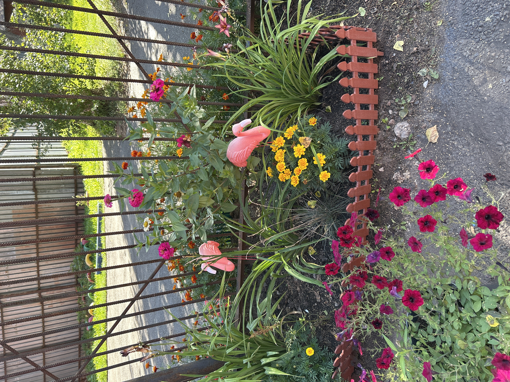 In Tomsk, Russia, a flower bed is situated next to a metal fence. The flower bed contains a variety of plants including vibrant pink petunias, yellow marigolds, and leafy green plants. Two pink flamingo lawn ornaments are placed among the flowers. A small, red-brown picket fence borders the front of the flower bed. The ground is a mix of soil and small pebbles, with some fallen leaves. Beyond the flower bed and fence, a paved area is visible. The metal fence appears to be part of a larger enclosure, with a corrugated metal fence visible in the background. The scene is illuminated by natural sunlight, casting shadows from the fence onto the ground.