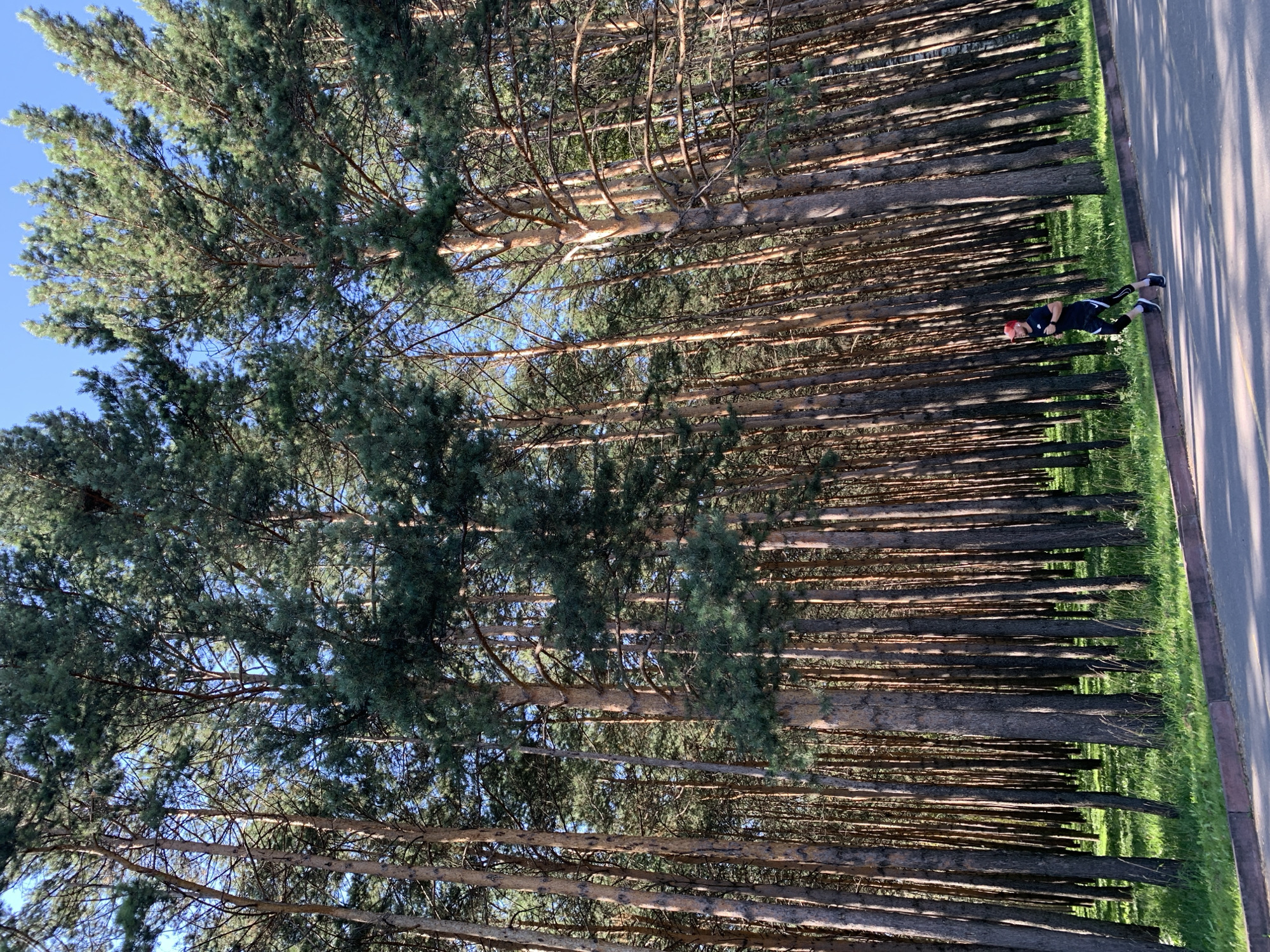 A male runner wearing a black t-shirt, black patterned leggings, and a red baseball cap runs on a paved path bordered by a grassy area and a dense forest of tall pine trees. The sun is shining, casting shadows on the path and the ground. The runner appears to be in motion, with their arms and legs in a running pose. The forest is a prominent feature of the background, with many trees of varying sizes and densities, suggesting an outdoor recreational area. The scene is set in Prokopyevsk, Russia, a city known for its industrial history and surrounding natural landscapes. The overall impression is one of a healthy, active lifestyle being enjoyed within a natural environment.