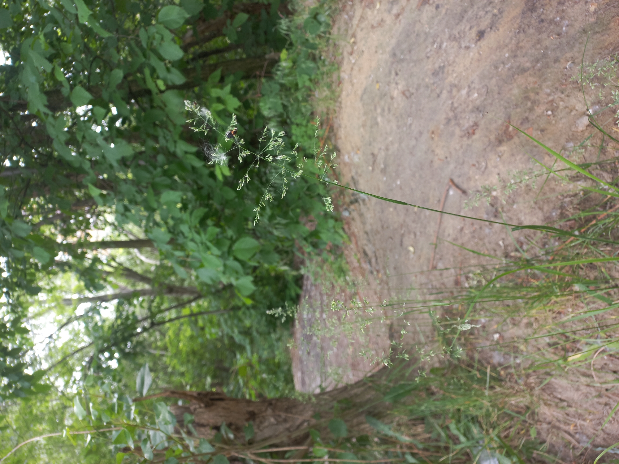 The image displays an outdoor natural scene, likely taken during daytime along the edge of a wooded area or park in Kyiv, Ukraine. The composition features a prominent, slender stalk of grass with a delicate, branching inflorescence in the mid-ground. Notable details on this plant include fluffy white seed-like structures, a fine spiderweb, and a tiny red-orange insect, possibly a beetle.
To the right of the grass, a light-colored dirt path or track extends diagonally across the frame, with sparse green grass and small weeds growing along its edges. In the mid-left section, a large, rough tree trunk lies horizontally, partially covered by surrounding vegetation. The background is filled with dense, vibrant green foliage from trees and bushes, appearing softly blurred, suggesting a shallow depth of field. Filtered sunlight creates bright highlights and bokeh through the leaves, indicating a clear day.
No people or visible text are present. The image conveys a sense of serene natural surroundings.