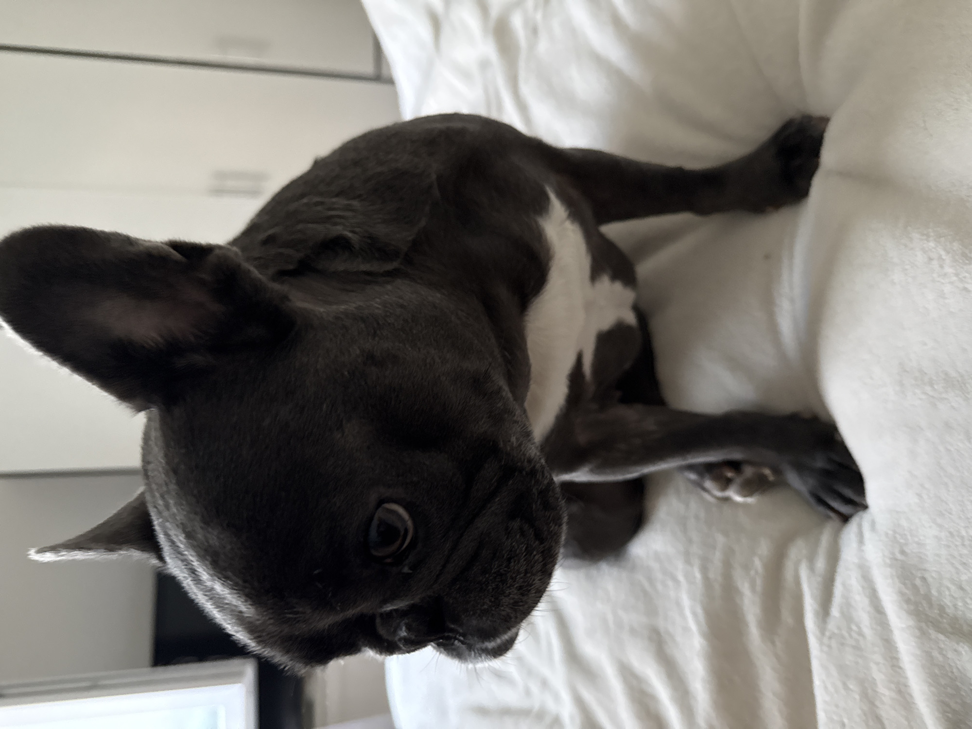A French Bulldog with dark gray fur and a white chest marking sits on a white, textured surface. The dog is facing to the left and looking slightly downward. Its ears are upright, and one is slightly more pointed than the other. The background shows a blurred white wall with vertical lines, possibly indicating closet doors, and a sliver of a window with light coming through. The environment suggests an indoor setting, possibly a bedroom or living area. There are no people or other animals present in the image. The lighting is soft, indicating ambient indoor light. The image does not provide any information about the location in the city of Bad Sachsa, Germany.