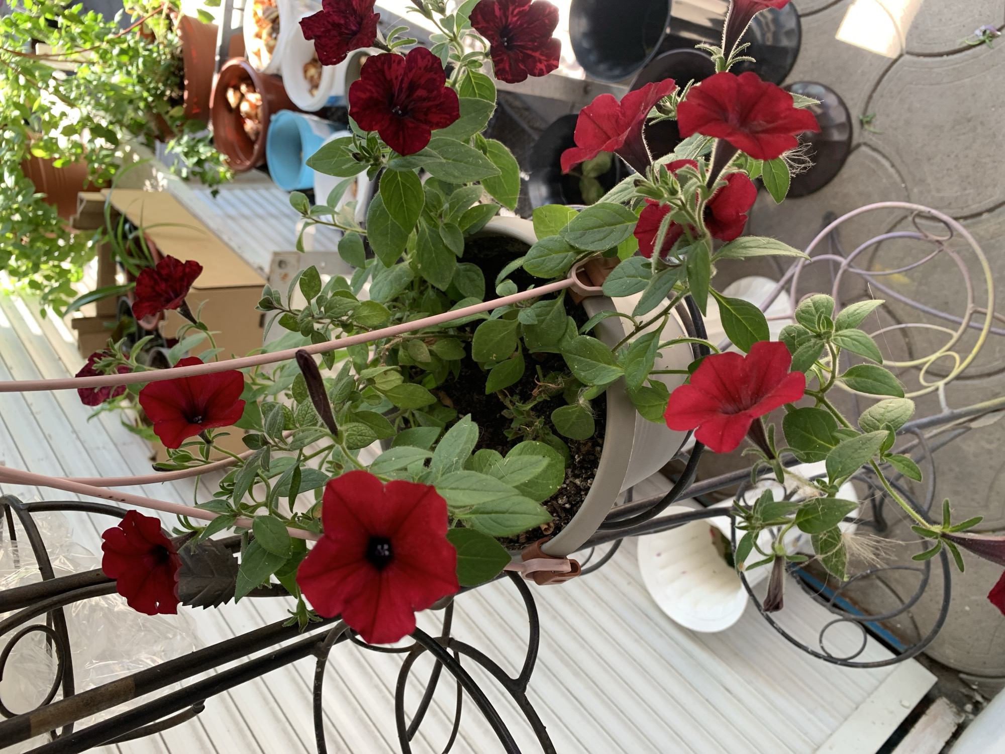In an outdoor urban setting in Sumy, Ukraine, a close-up view focuses on a potted plant with vibrant red petunias. The plant is in a gray pot, supported by a black metal stand. Sunlight casts shadows, highlighting the textured petals and green leaves of the flowers. In the background, other plants in terracotta pots are visible, along with various containers and what appears to be a white corrugated wall. The ground is paved with interlocking stones.