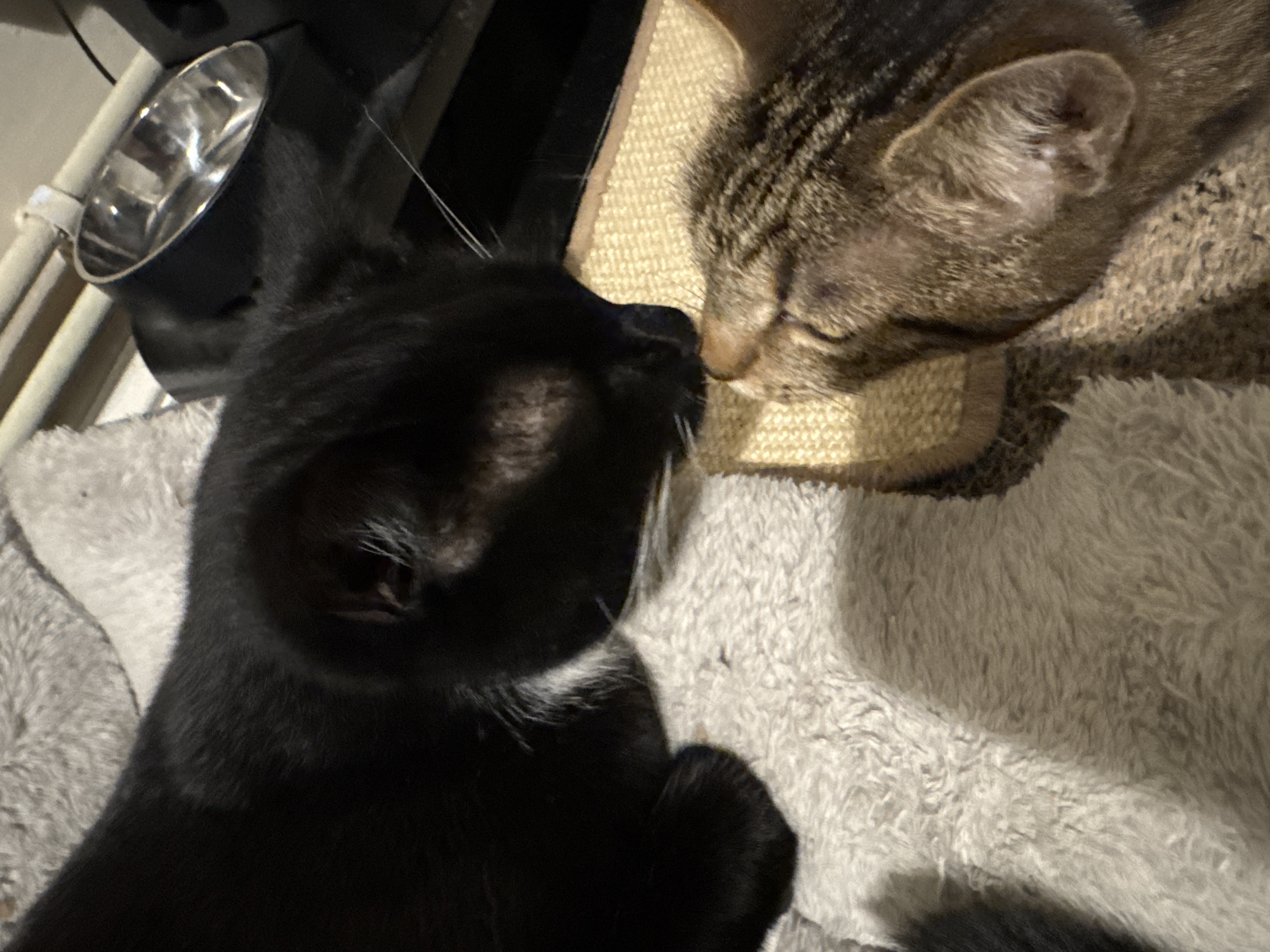 Two cats are shown in a close-up, intimate scene, with their noses touching. On the left, a black cat with a small white patch on its chest is partially visible, appearing to be lying down on a soft, light grey, fluffy blanket. Its eyes are partially closed or looking down. On the right, a tabby cat, with eyes closed, rests its head on a textured, light brown surface that resembles a scratching post or cat tree. The two cats are positioned nose-to-nose, suggesting affection or a peaceful rest.
In the upper left background, a shiny, stainless steel pet bowl, possibly for food or water, is attached to a dark, unseen structure, with what looks like white vertical bars or wires next to it. The lighting is dim, indicating an indoor setting, possibly during the evening or night. The overall mood of the image is calm and affectionate, highlighting the close bond between the two felines. There is no visible text.