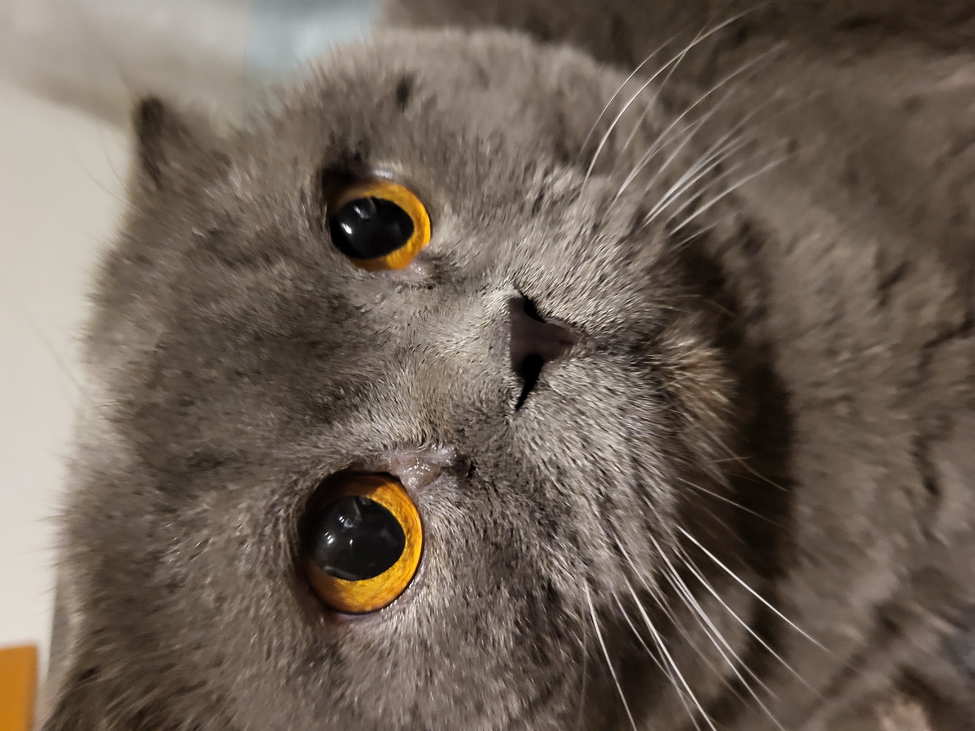 A close-up, head-on, eye-level shot shows the face of a grey cat. The cat's fur is short and dense. Its large, round eyes are a bright, vibrant orange with black pupils. The cat's nose is dark and triangular, and its white whiskers are long and prominent. The background is blurred and out of focus, with tones of beige and light gray. The cat appears to be indoors, but the specific location within the city of Unknown, Unknown is not discernible.