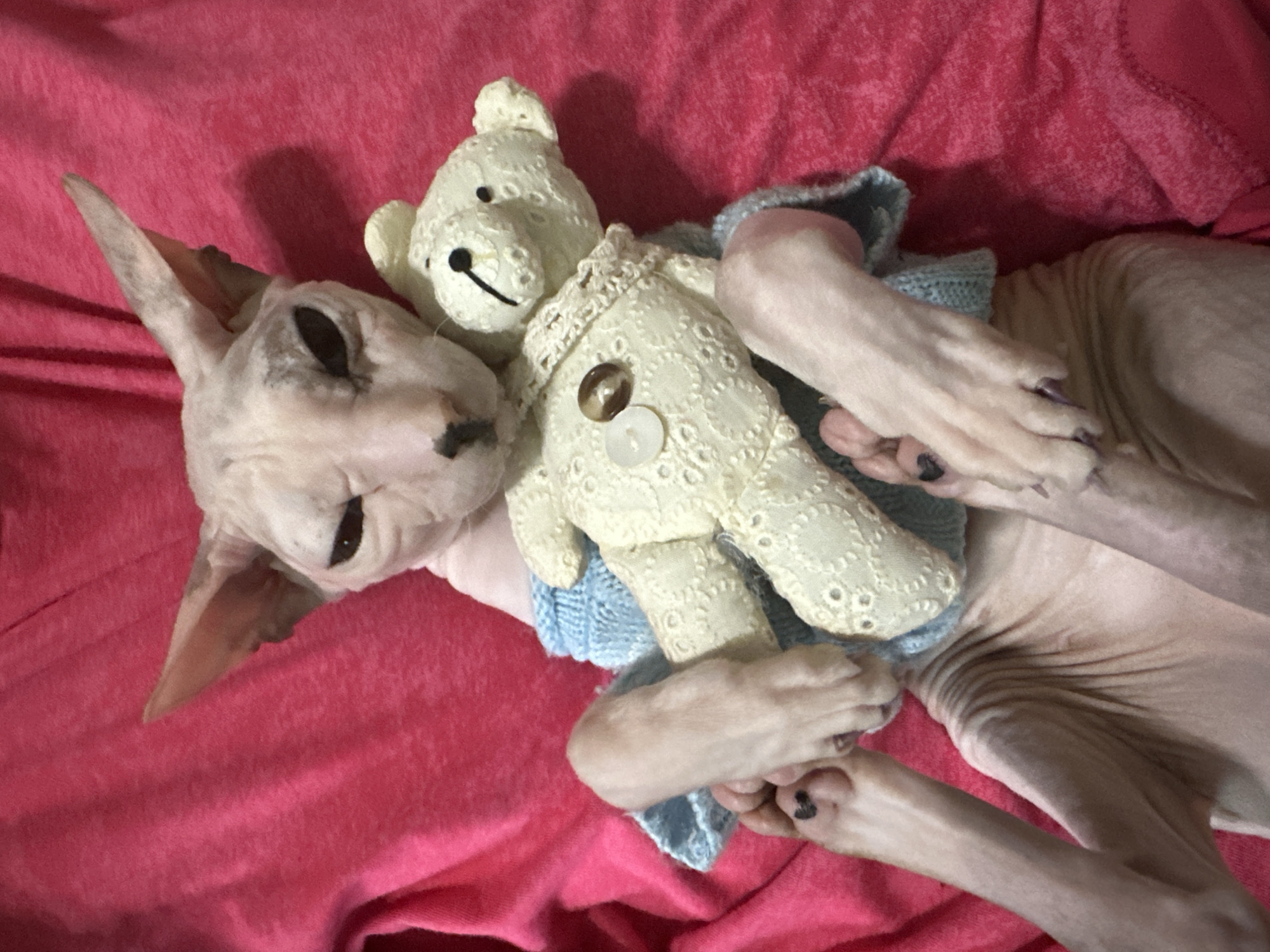 A sphynx cat is lying on a pink, textured surface, possibly a blanket or bed. The cat is wearing a light blue knitted sweater. It is holding a small, cream-colored teddy bear with its front paws. The teddy bear has embroidered facial features and a decorative trim with buttons on its chest. The cat's eyes are dark and partially closed, giving it a relaxed or sleepy expression. The image is a close-up shot, focusing on the cat and the teddy bear. There is no information available to determine the location in the city of Togliatti, Russia.