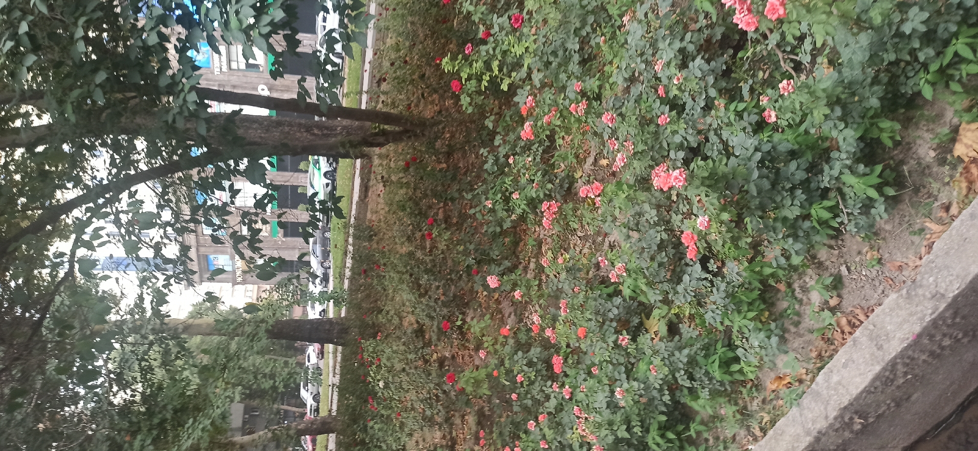This is a slightly tilted, horizontal, eye-level shot of a street-side rose bush in Dushanbe, Tajikistan. The rose bush is dense and full of small, pink and red roses in various stages of bloom, interspersed with lush green leaves. In the background, a sidewalk or concrete edge is visible, and beyond that, a row of parked cars and a multi-story building. The building appears to be made of concrete or brick and has many windows. The overall impression is of an urban setting with a touch of nature. The lighting suggests it is daytime. No people are visible in the frame. Some text is visible on the building in the background, appearing to be in Cyrillic script and English, possibly advertising or signage.
