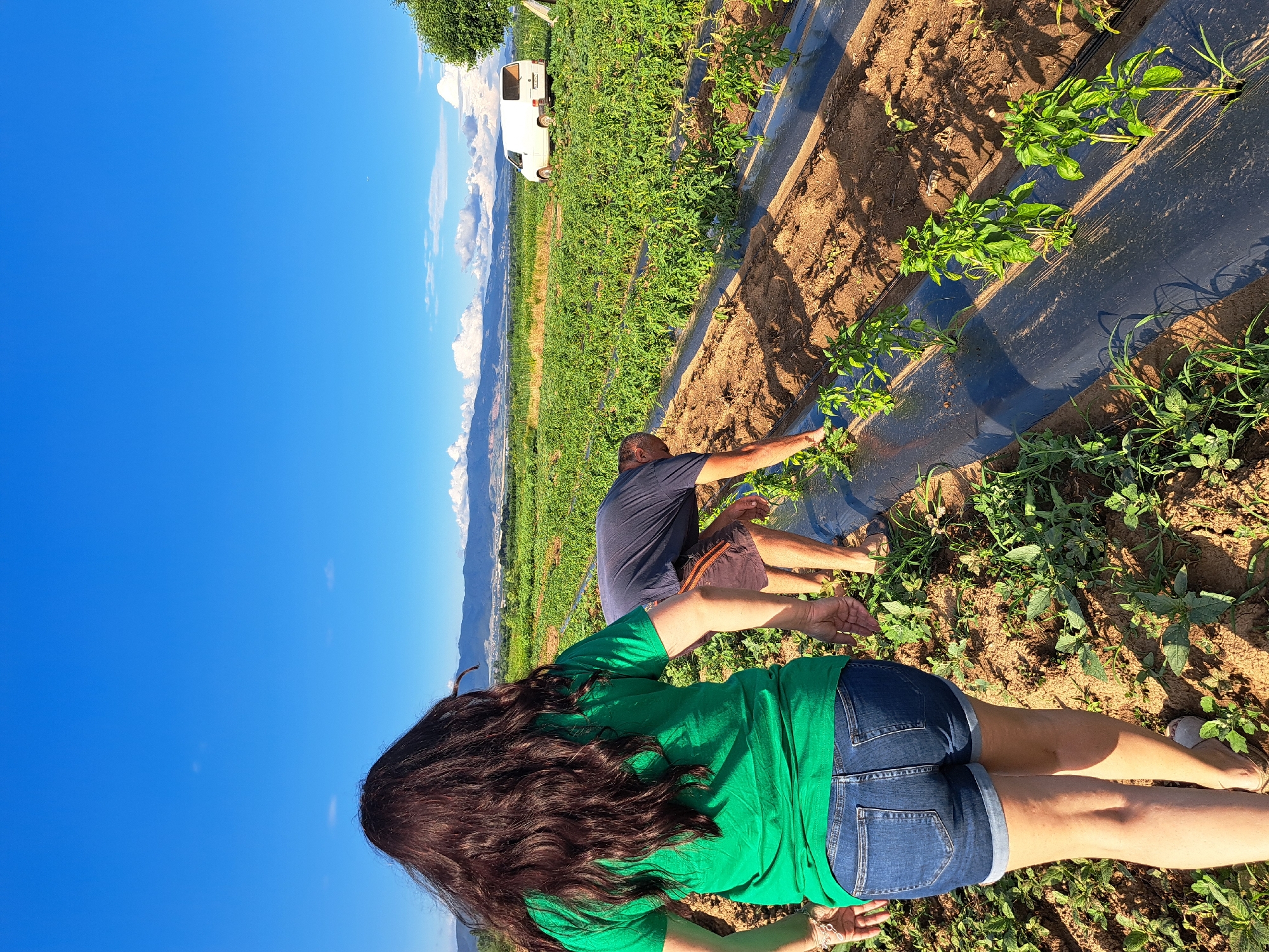 In an agricultural field under a clear blue sky with scattered clouds, two individuals are working. One person, seen from behind, wears a green t-shirt and denim shorts and walks away from the camera. To their right, another person, wearing a dark t-shirt and brown shorts, is bent over tending to crops in a row. The field is planted with rows of green leafy plants, some of which are covered with black plastic mulch. In the background, a white van is parked near a tree, and mountains are visible in the distance. The scene appears to be set in a rural area, possibly a farm, with the general environment suggesting an outdoor agricultural setting.