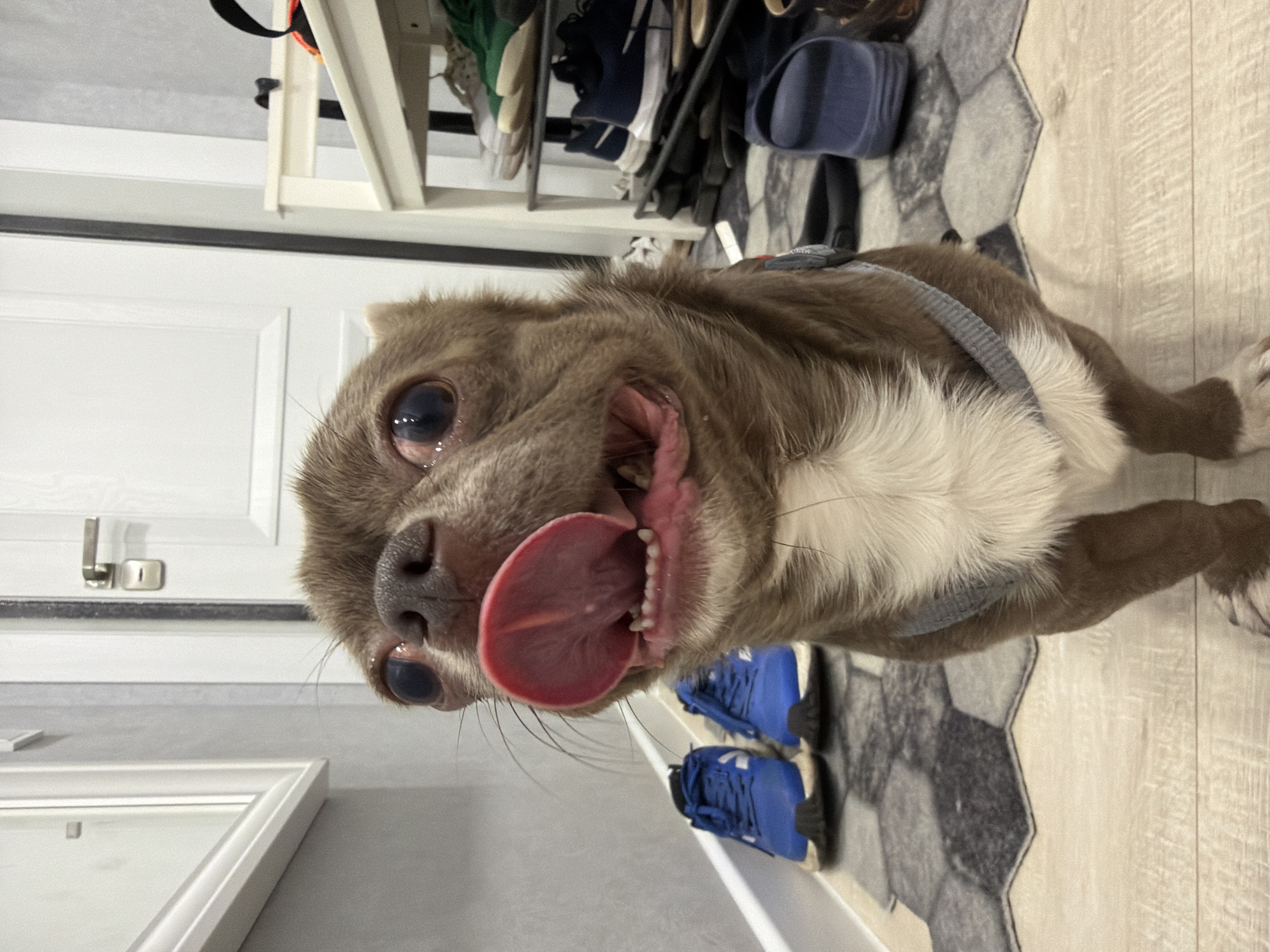 A small, brown-and-white chihuahua is shown in extreme close-up, with its tongue sticking out of its mouth. The dog is wearing a gray harness. Behind the dog, there's a white door and a shelf with shoes. The floor has a gray and white geometric pattern, transitioning to a wood-look floor. There is nothing in the scene to suggest the image was taken in the city of Votkinsk, Russia.