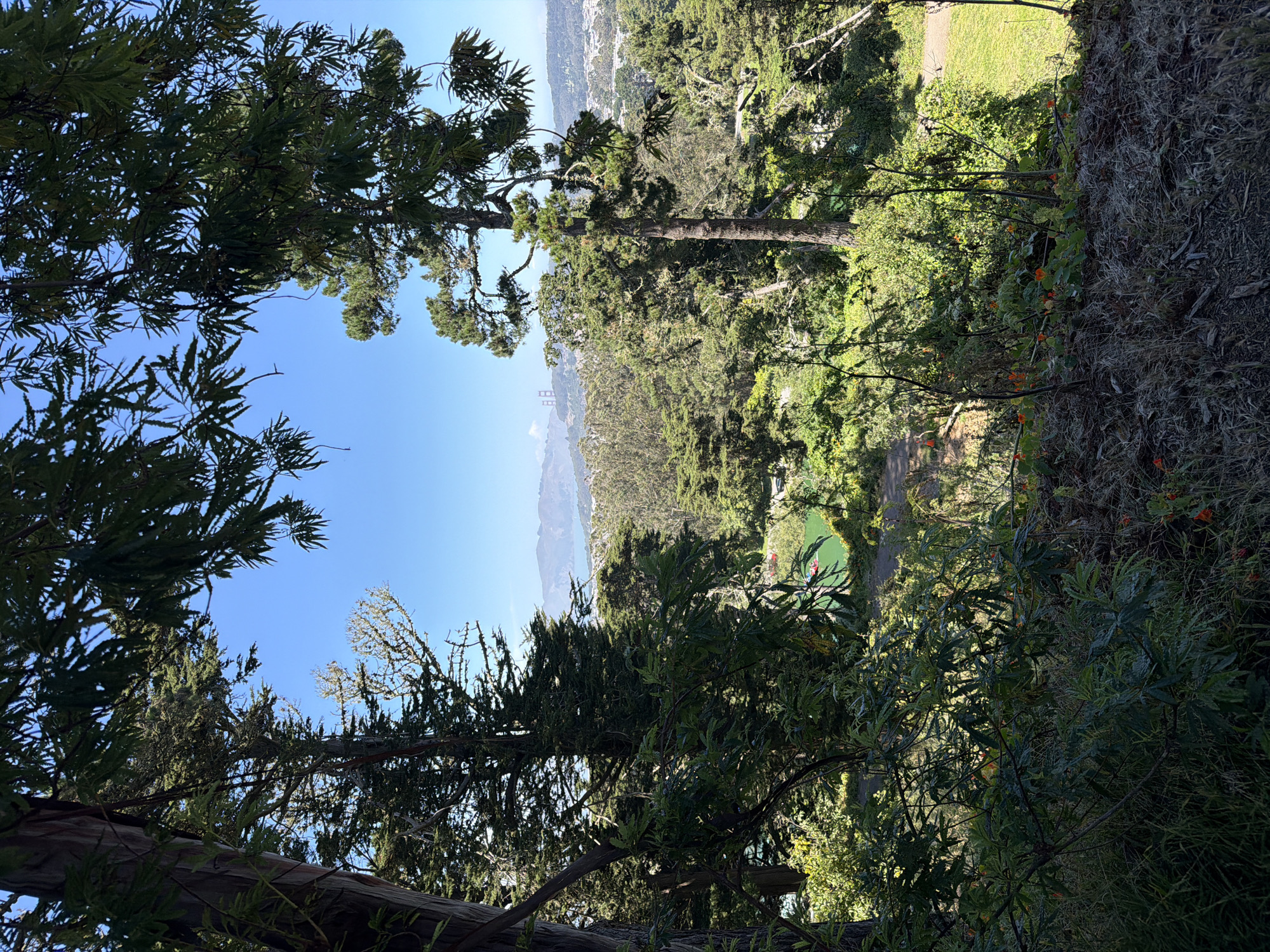 This image captures a view of the Golden Gate Bridge and Alcatraz Island, seen through trees in San Francisco, California. The foreground is dominated by dense, leafy green foliage with dry grass and twigs on the ground. In the middle ground, a body of bright green water, possibly a pond or lake, is visible with two small red boats on it. Beyond the water, a cityscape unfolds, with the iconic Golden Gate Bridge visible in the distance, spanning across the bay. Alcatraz Island is also discernible in the far distance, a small landmass in the bay. The sky is a clear, bright blue, indicating a sunny day. The overall scene depicts a park-like setting offering a scenic vista of the San Francisco Bay area.