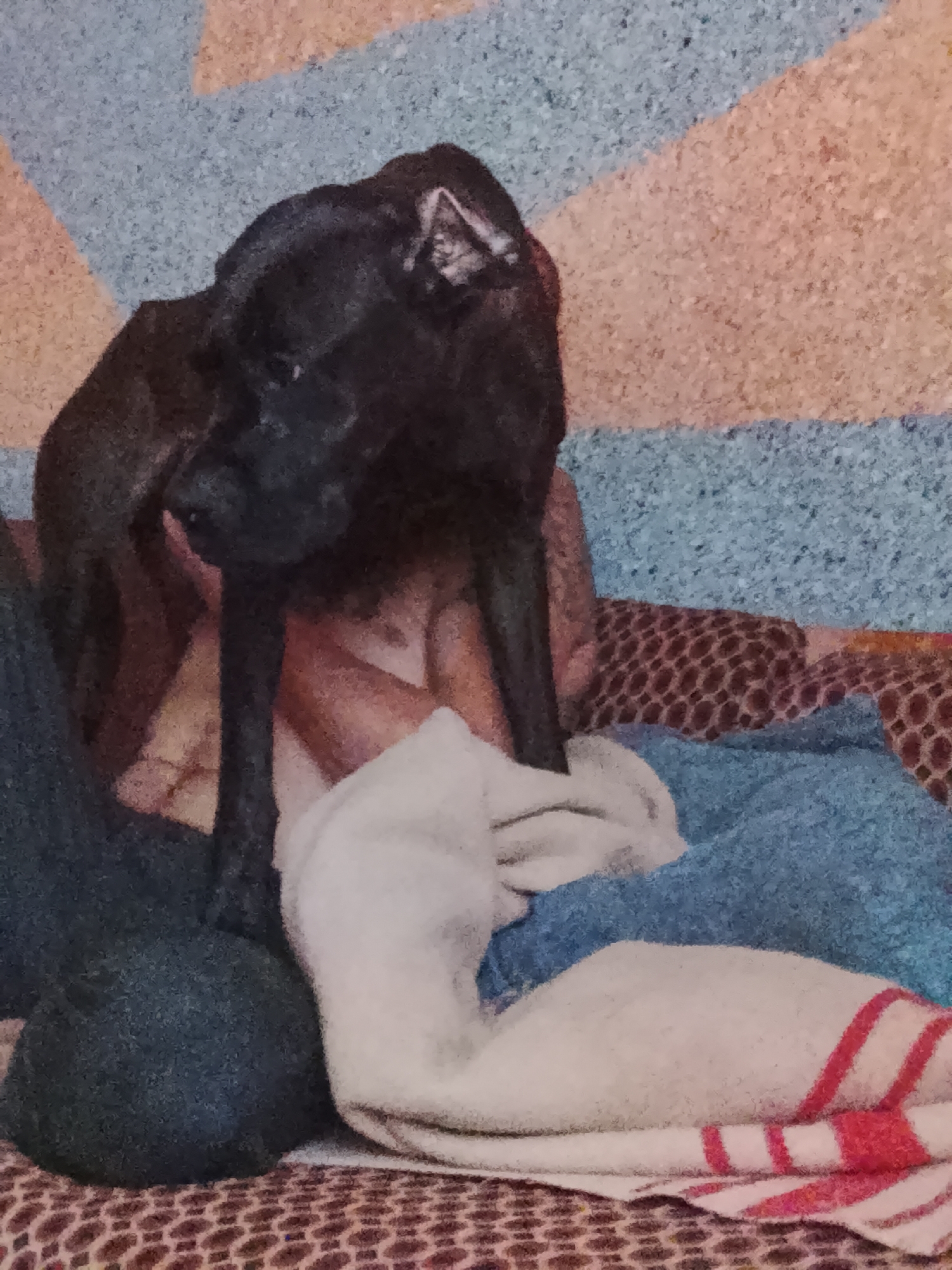 In an indoor setting, a black dog is the primary subject, positioned on a patterned surface. The dog is partially obscured by folded blankets and other textiles, with its head and upper body visible. The background features a wall with a geometric pattern composed of beige, blue, and possibly pink or orange shapes. The lighting appears to be dim, creating a soft focus effect throughout the image. The location in Jangabay, Uzbekistan is not determinable from the visual information provided.