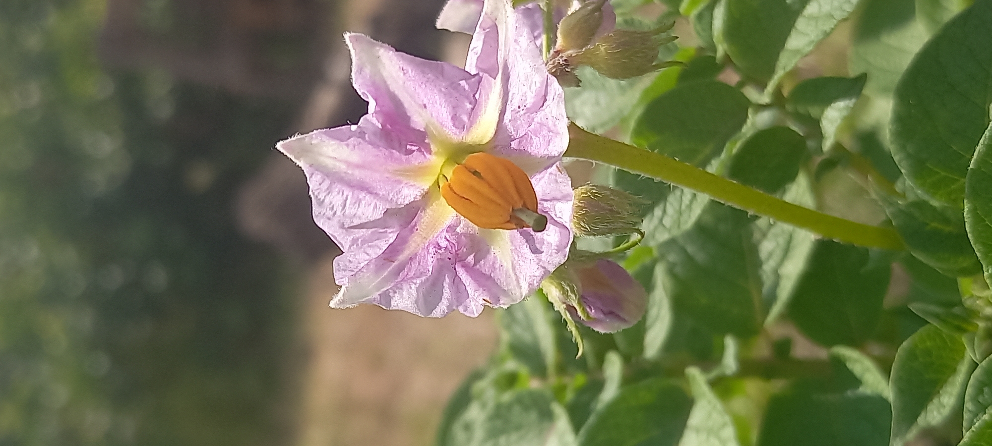 A close-up, vertical, outdoor, daylight shot focuses on a single, pale purple flower with a prominent orange stamen. The flower has five petals, with delicate white fringing and purple veins. It is attached to a green stem, which is visible extending downwards. Surrounding the flower are several green leaves and some smaller, unopened flower buds. The background is blurred, with soft green foliage and patches of brown earth, suggesting a garden or natural setting. The location is specified as Kryvyi Rih, Ukraine. There are no people or animals present in the image.