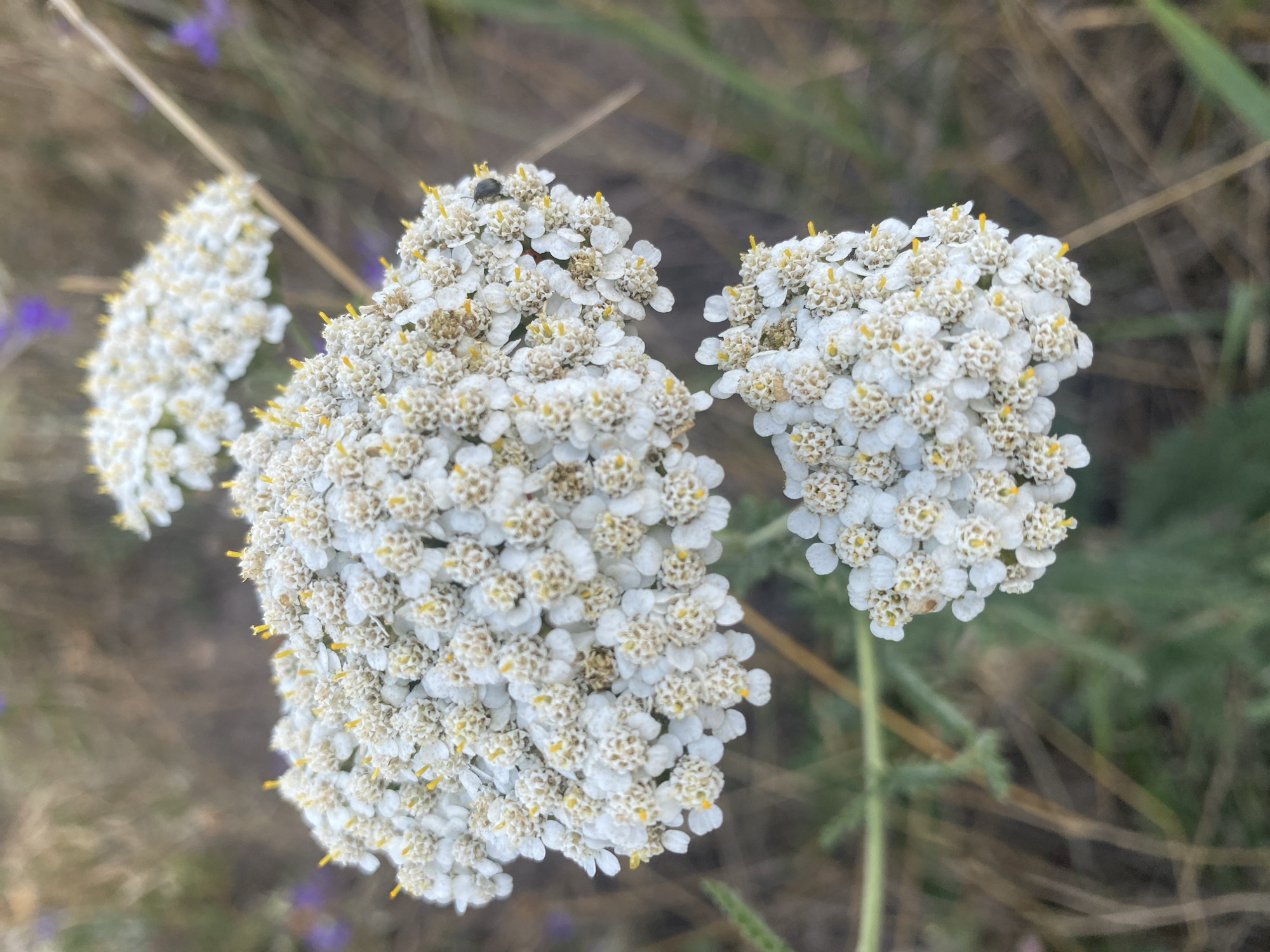 The image shows a cluster of white yarrow flowers with yellow centers, in close-up. The flowers are arranged in flat-topped clusters called corymbs. Some of the flowers are in focus, while others are blurred due to the shallow depth of field. In the background, there is dry grass and a few purple wildflowers. A small black insect is visible on one of the flower clusters. The scene appears to be a natural environment, possibly a meadow or field. The location is specified as Mais'ke, Ukraine.