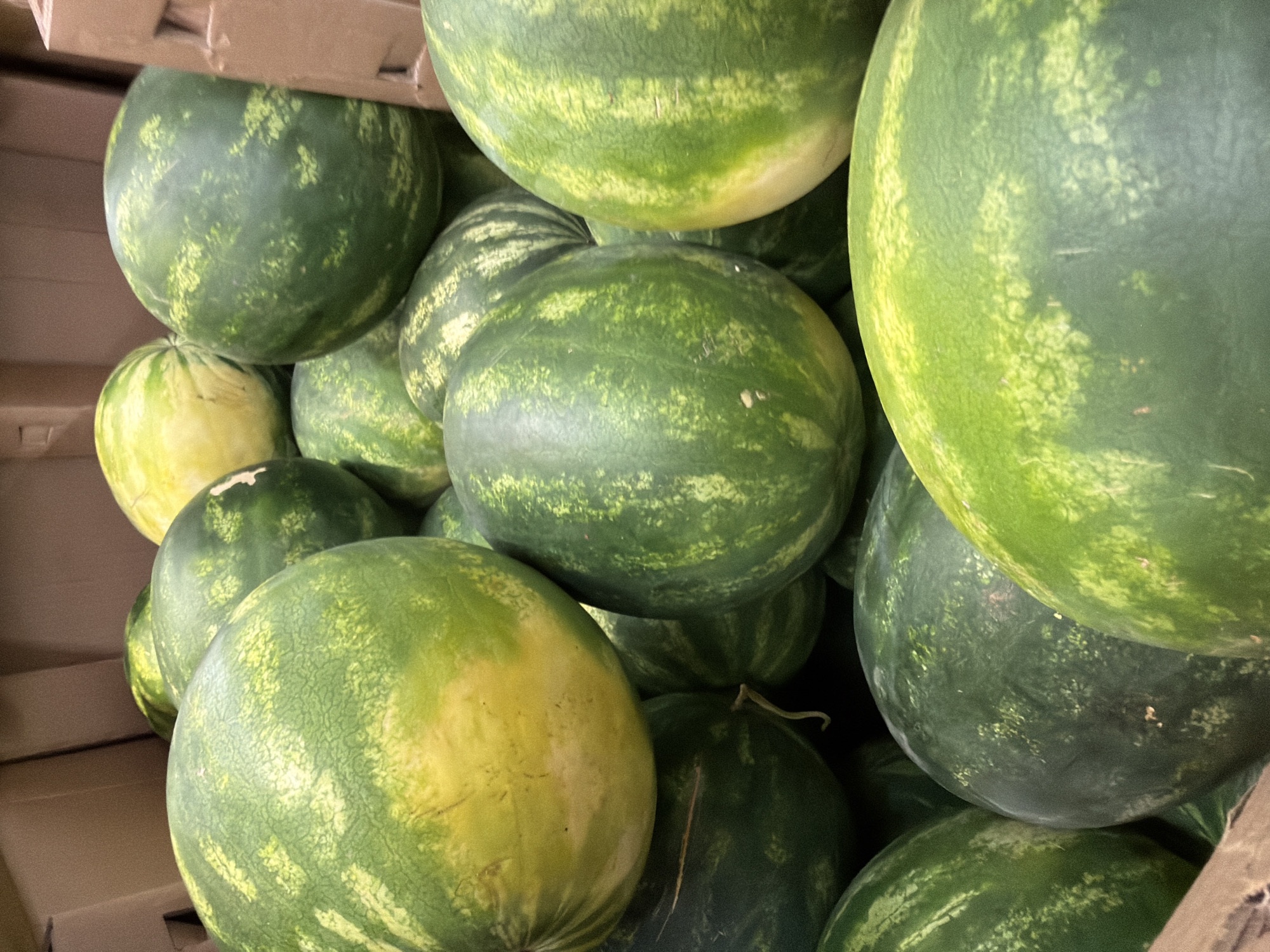 A close-up, overhead view displays a large pile of watermelons, likely in a market stall or grocery store. The watermelons vary in size and shade of green, with some exhibiting yellow or pale green patches. The rough texture of their rinds is visible. The background is blurred, but appears to be a cardboard box, suggesting bulk packaging or display. The scene is brightly lit, with the focus on the fruits. The location is specified as Burgas, Bulgaria.