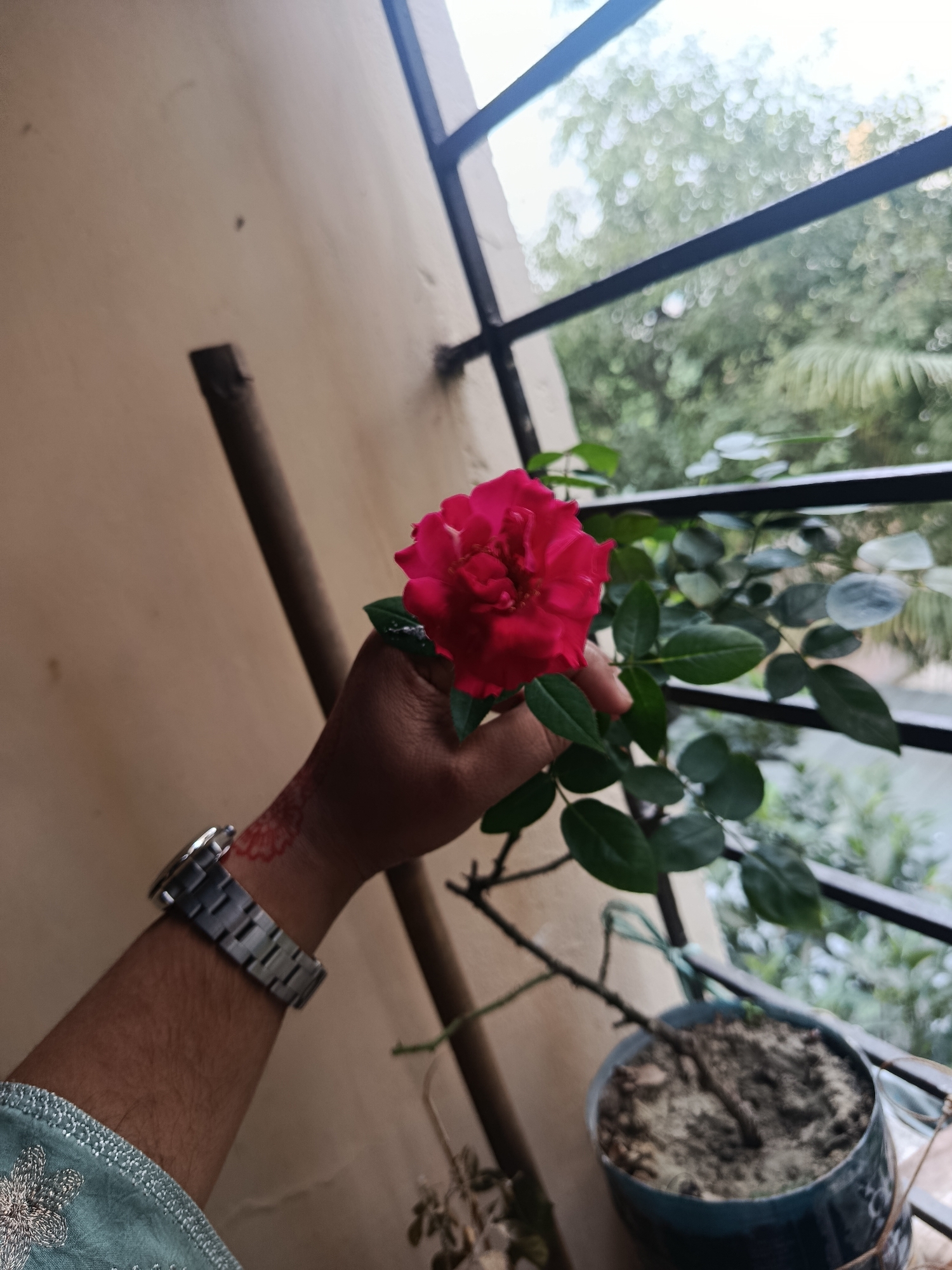 A person's arm is holding a red rose in front of a window. The person is wearing a silver watch and a light blue shirt with floral embroidery. There is a reddish-brown henna design on their wrist. The rose is fully bloomed and vibrant in color. The window has a black frame and overlooks greenery. A potted rose plant stands beside the hand holding the flower. The plant has green leaves, and the pot appears to be a repurposed plastic container. The pot is filled with dark soil. A wooden or metal rod is situated behind the person's arm, leaning against a beige-colored wall. The scene is likely indoors near a window that offers a view of the outdoors, which includes trees and possibly other vegetation. While the precise location in Dhaka, Bangladesh, cannot be determined from the image, the visual elements suggest a domestic environment, possibly an apartment or home balcony overlooking a garden or green space.