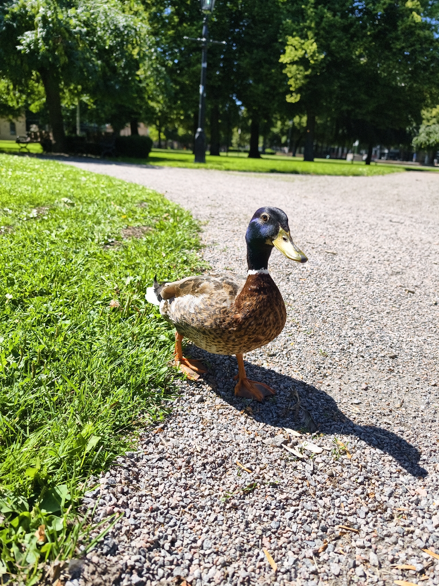 A lone mallard duck stands on a gravel path in a park on a sunny day. The duck is facing right, with its head turned slightly to look towards the viewer. Its plumage is a mix of brown, black, and white, with iridescent green on its head. Its orange feet are visible, and it casts a distinct shadow on the path. To the left of the path is a well-maintained lawn with lush green grass. In the background, large trees with full green canopies provide shade, and a lamppost is visible. The park appears to be a public space, possibly in Norrköping, Sweden, given the presence of trees common in the region and the overall park atmosphere. There are no other animals or people in the immediate vicinity.