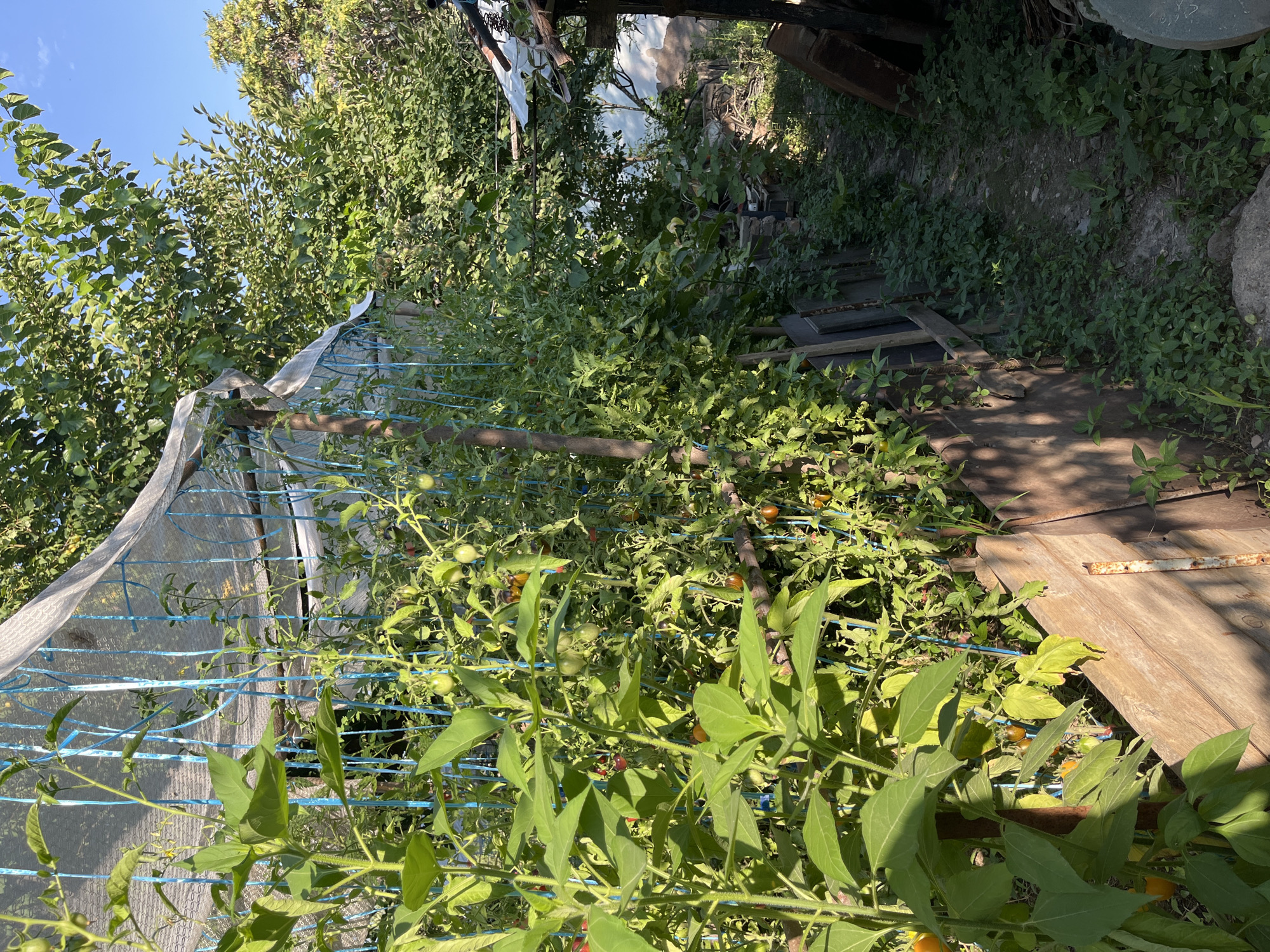 This image depicts an outdoor scene in Mailuu-Suu City, Kyrgyzstan, focusing on a garden area. In the foreground, several plants are visible, including what appear to be tomato plants with small green and reddish-brown fruits. These plants are supported by a blue mesh netting and wooden stakes, forming a makeshift trellis. A weathered wooden fence runs along the bottom of the image, separating the garden from a dirt path.
The path leads into the background, where more vegetation and trees are present. Sunlight filters through the leaves, creating dappled shadows on the ground. To the right of the path, there is a rustic structure, possibly a shed or outbuilding, with a sloped roof covered in a white tarp. Various discarded materials, such as wooden planks and metal objects, are visible near this structure, suggesting a utilitarian or storage area. The overall impression is one of a lived-in, somewhat unkempt, but functional outdoor space. There are no people visible in the image.