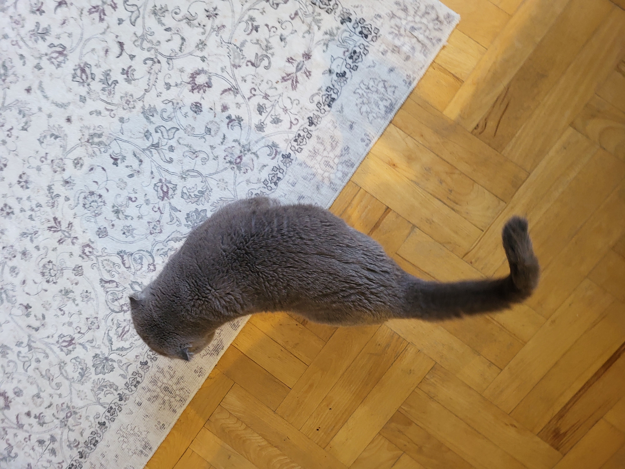 A gray cat with a long tail is walking on a wooden floor next to a rug. The rug has a floral pattern. The cat is facing towards the rug. The wooden floor has a herringbone pattern. The lighting suggests it is daytime, possibly indoors. No text is visible.