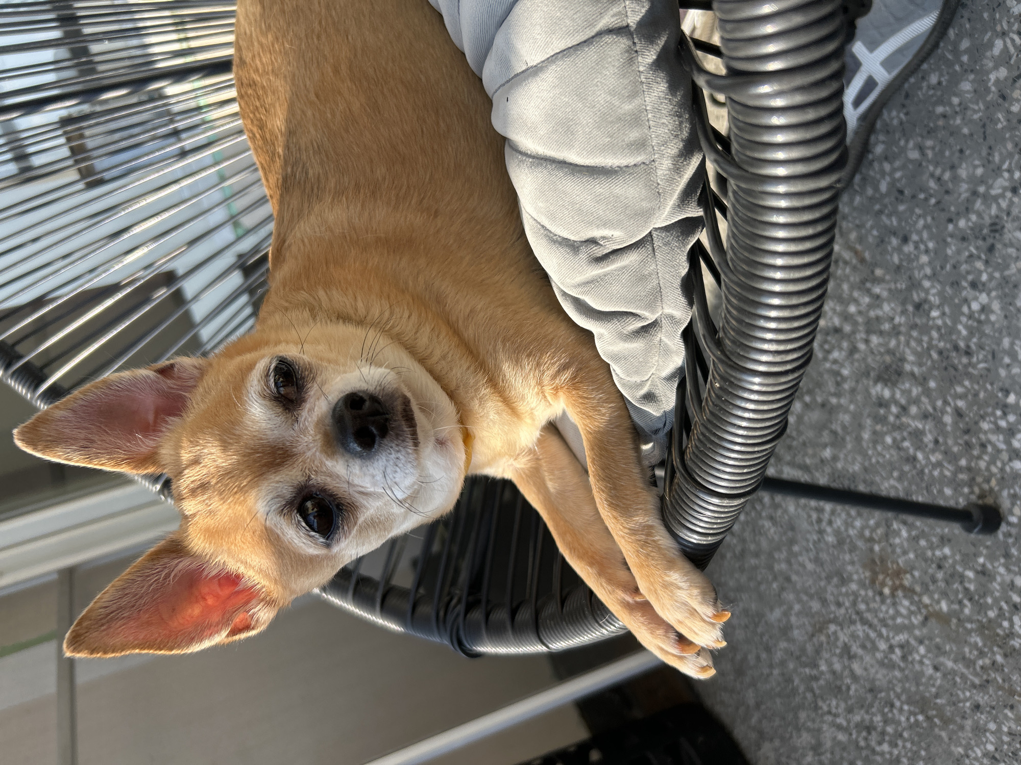 A chihuahua is sitting on a black chair with a grey cushion. The dog is facing the camera, with its ears perked up and its eyes looking forward. The dog is light brown in color, and its fur is short. The chair is made of black wicker, and the cushion is grey and quilted. The background is blurry, but it appears to be an outdoor setting. The scene is lit by the sun, which casts a warm glow on the dog. The image was taken in the city of Sofia, Bulgaria.