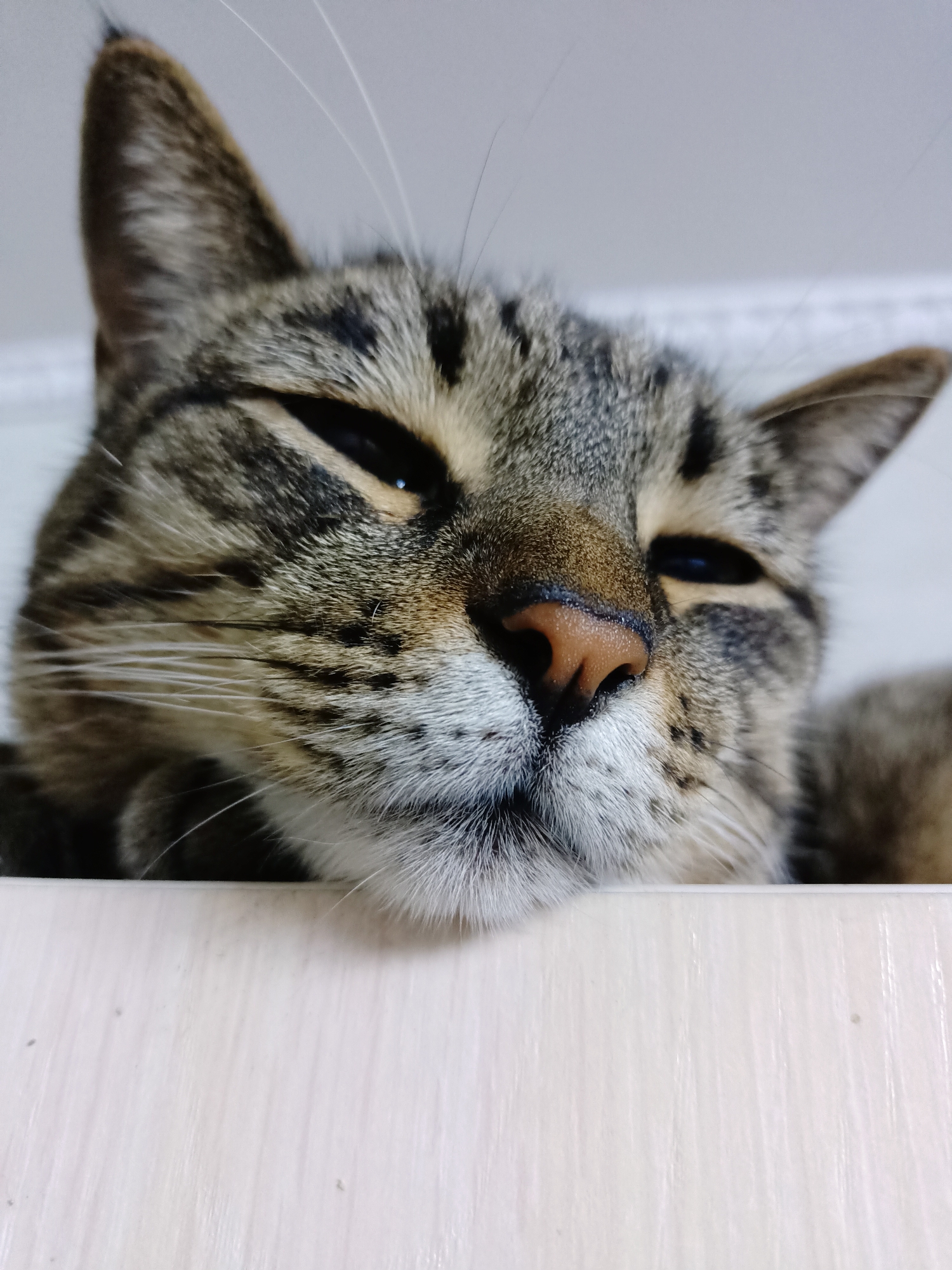 A close-up, low-angle, eye-level shot shows the face of a tabby cat peeking over a light-colored wooden surface. The cat's eyes are partially closed, giving it a sleepy appearance. Its fur is a mix of brown, black, and grey tabby markings. The cat's nose is a light brown color, and its whiskers are white. The background is a plain, light gray color. This image does not contain any information about the city of Almaty, Kazakhstan.