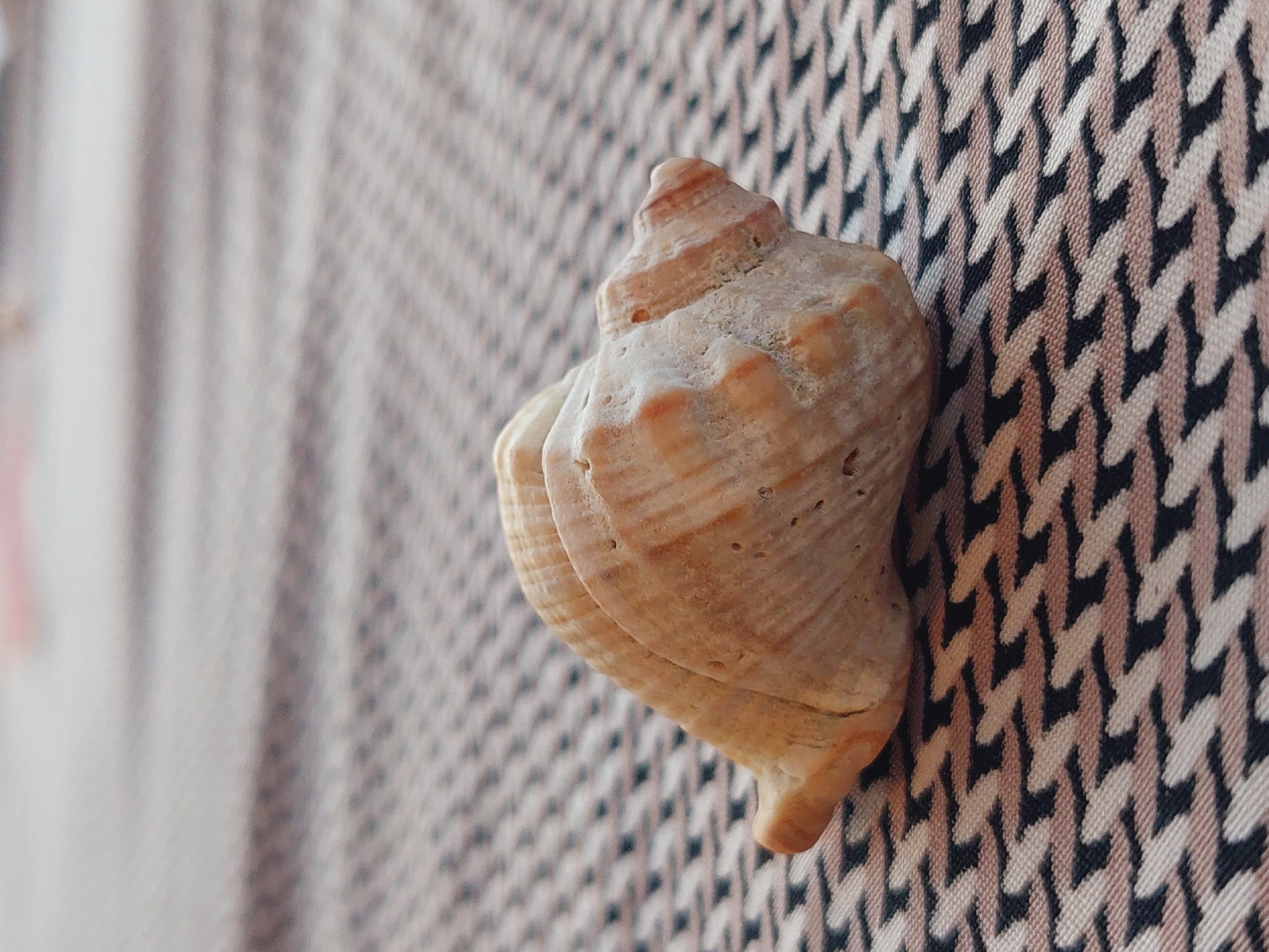 A single, light brown, spiral seashell rests on a patterned fabric. The fabric has a geometric design with interlocking black and pink shapes on a light background. The seashell is positioned diagonally in the frame, with its pointed end towards the right. The lighting suggests an indoor setting. There is no indication of the city of Sozopol, Bulgaria.