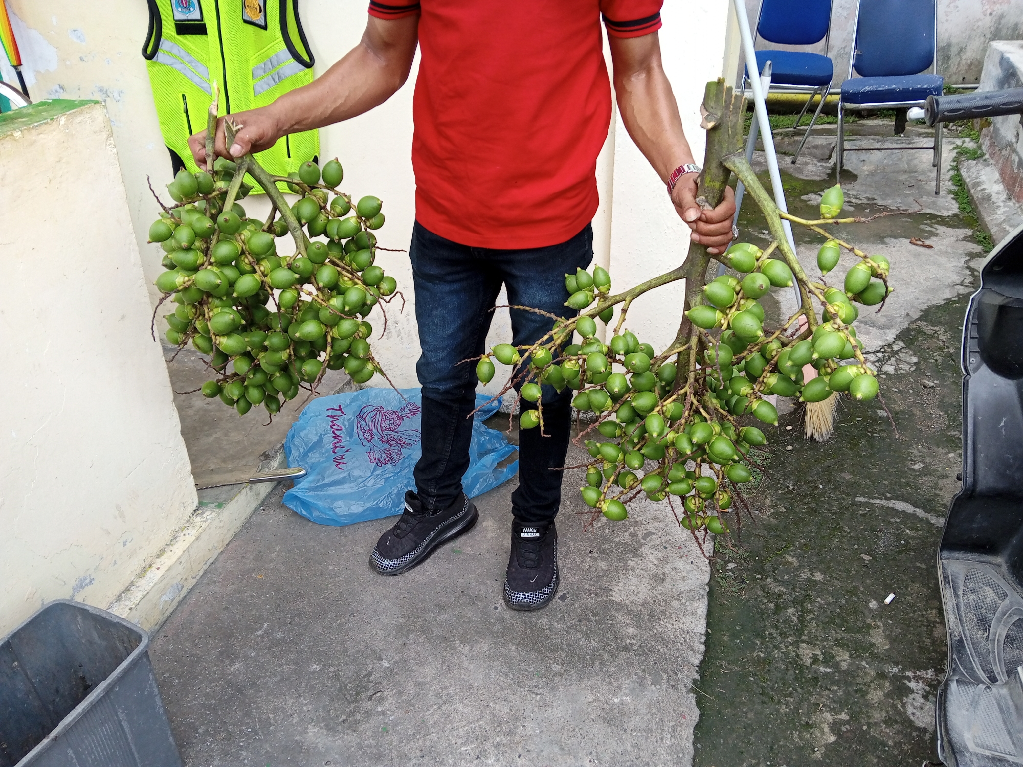A person in a red t-shirt and blue jeans holds two large bunches of green, unripe betel nuts. The person is standing on a concrete surface, with a light-colored wall to their left and a dark-colored motorcycle to their right. In the background, two blue chairs are visible. A blue plastic bag lies on the ground near the person's feet. The scene appears to be outdoors, possibly in an alleyway or yard, with some sparse vegetation visible. The image was taken in the city of Bireuen, Indonesia.